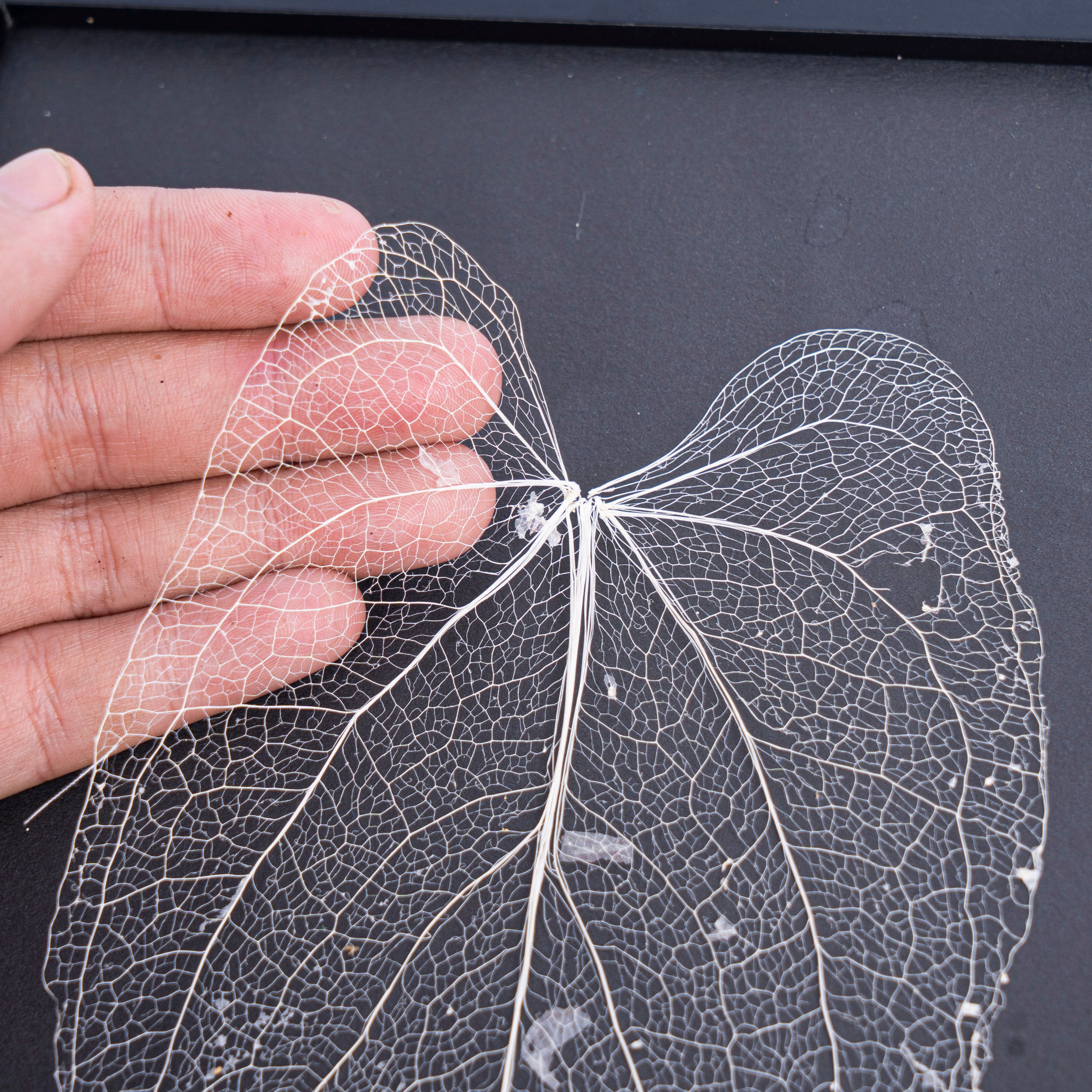 Leaf skeleton - (Anthurium papillilaminum) - Aroidmarket