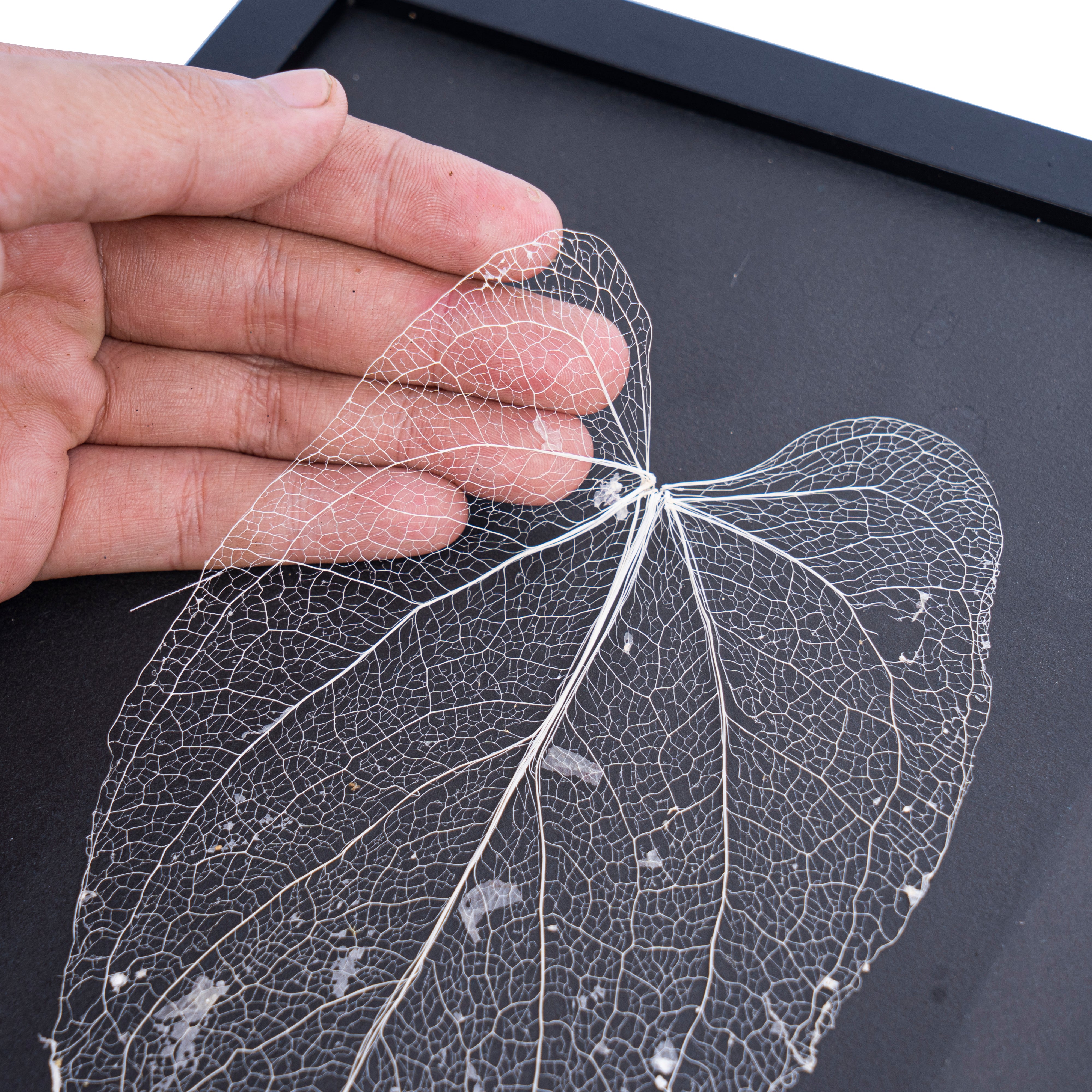 Leaf skeleton - (Anthurium papillilaminum) - Aroidmarket