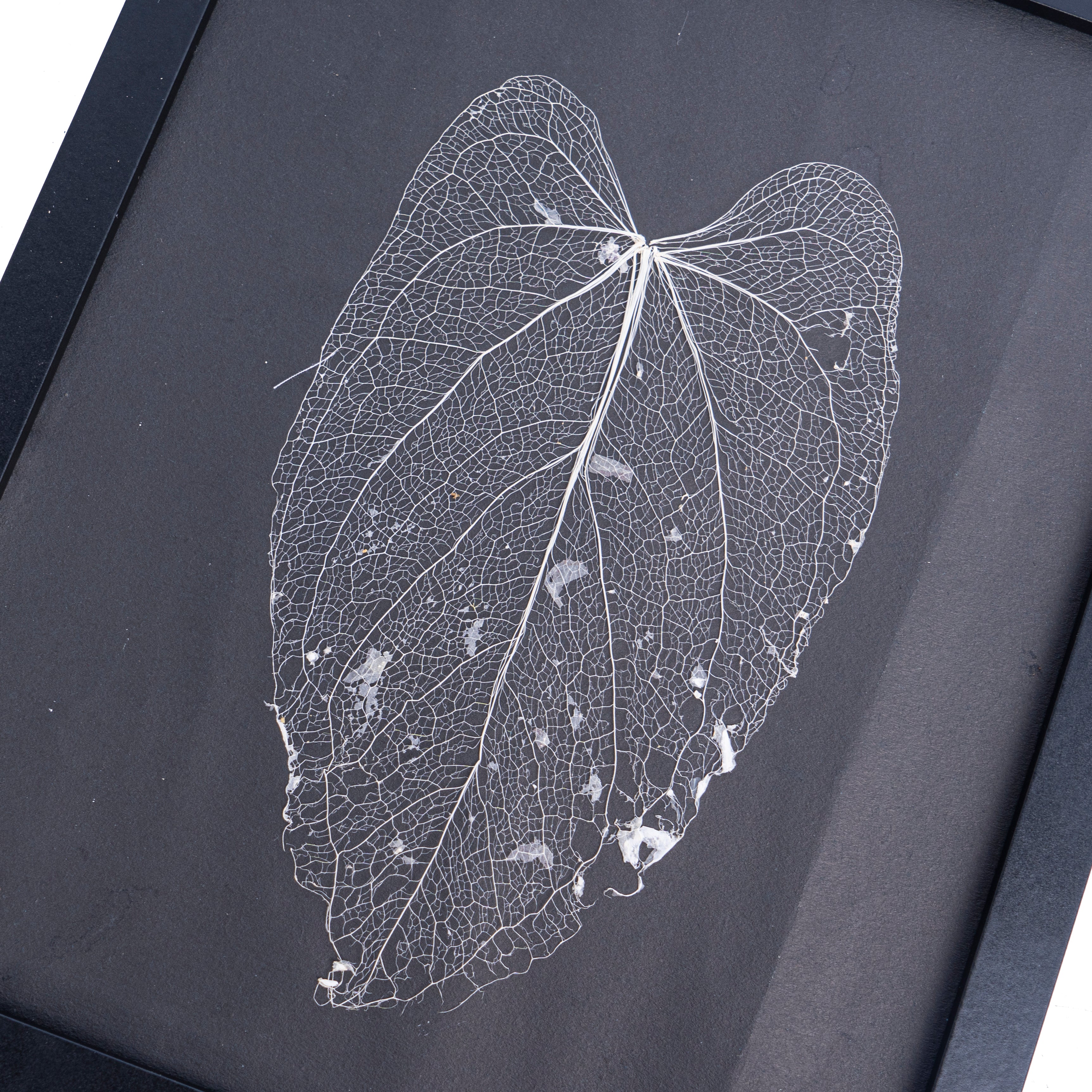 Leaf skeleton - (Anthurium papillilaminum) - Aroidmarket
