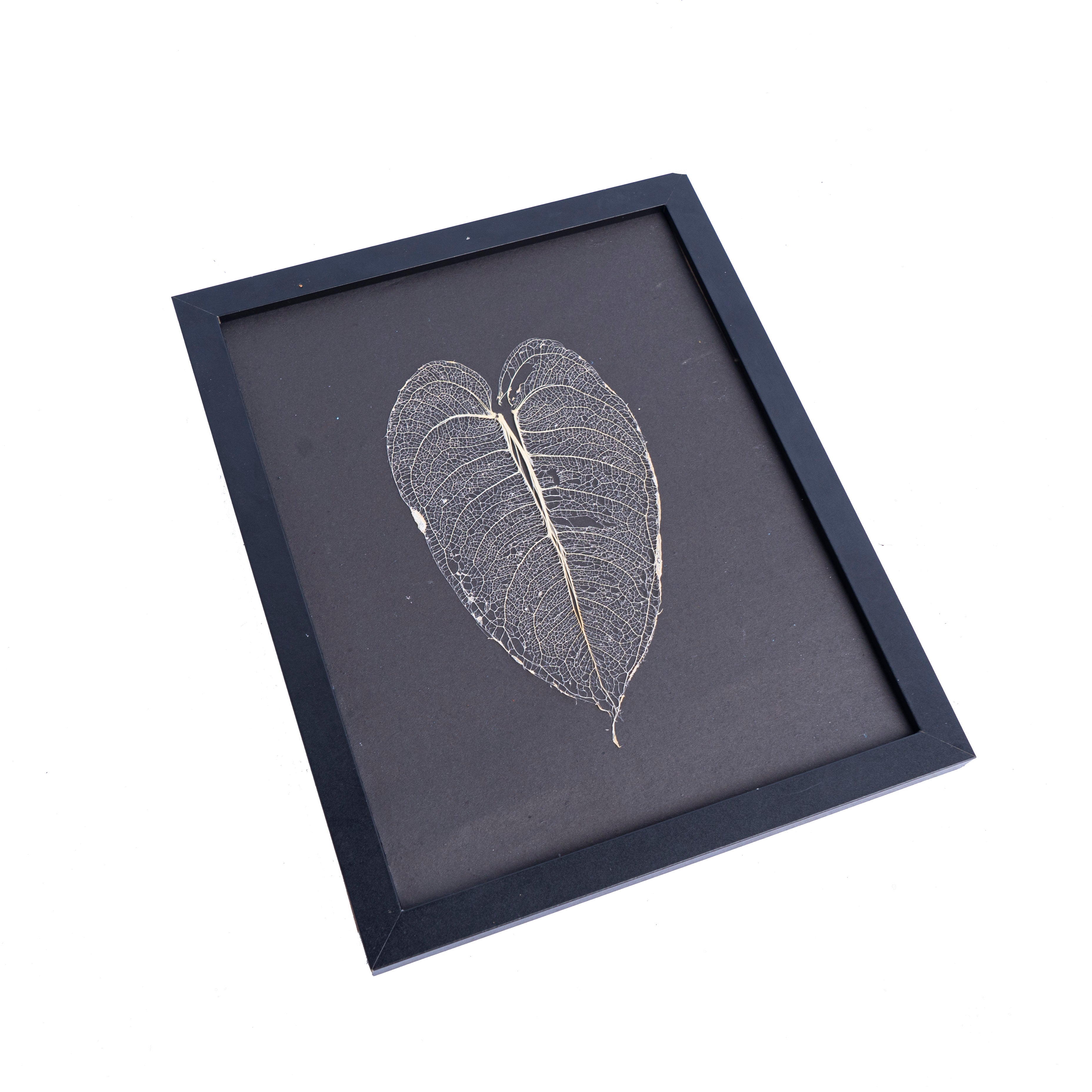 Leaf skeleton - (Anthurium veitchii) - Aroidmarket