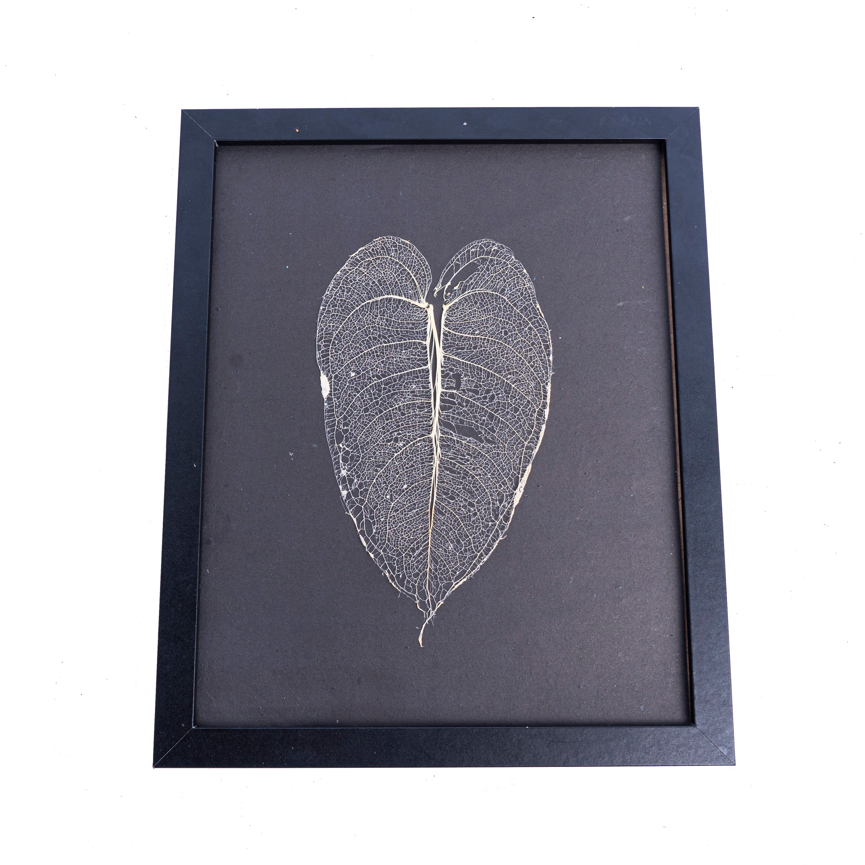 Leaf skeleton - (Anthurium veitchii) - Aroidmarket
