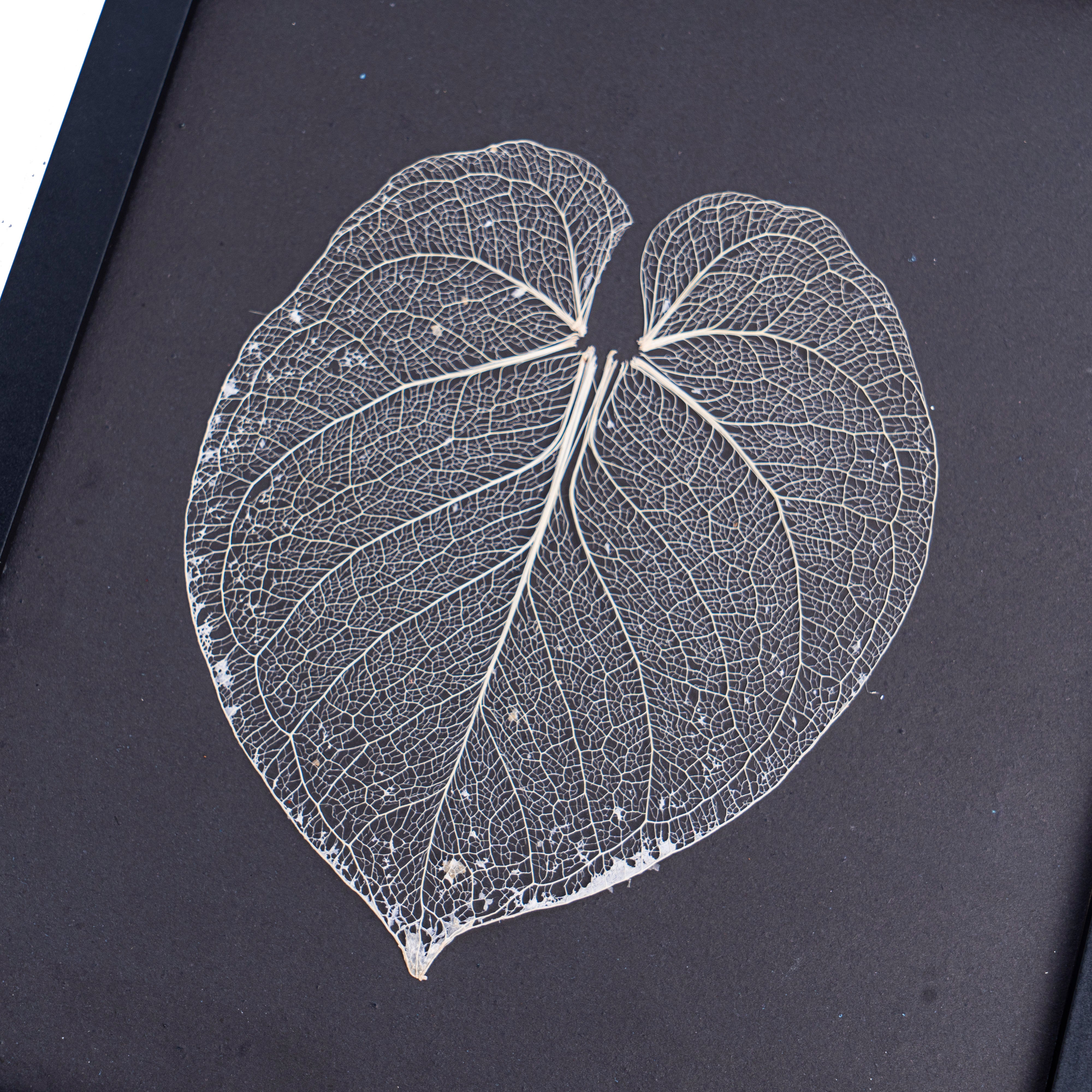Leaf skeleton - (Anthurium dorayaki) - Aroidmarket