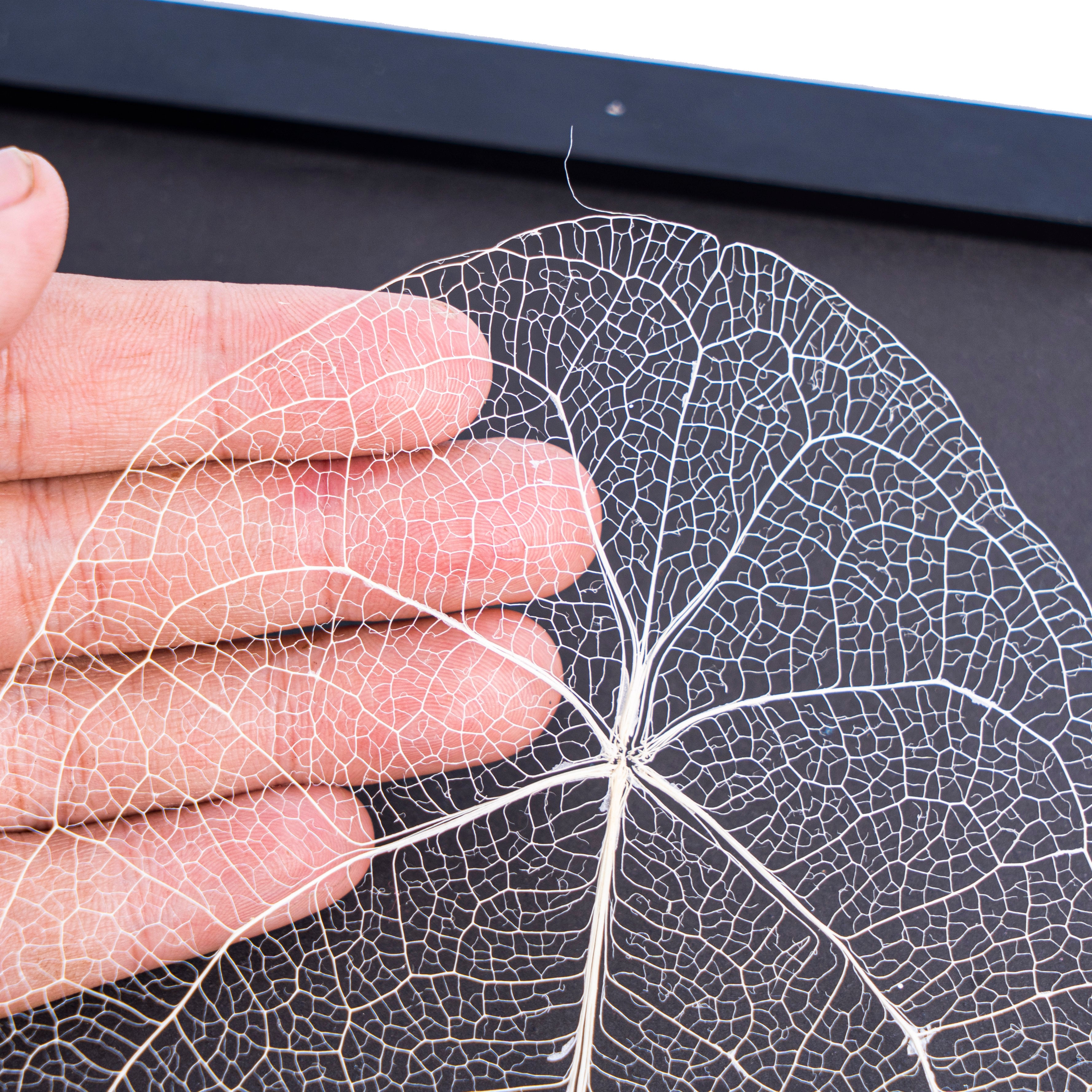 Leaf skeleton - (Anthurium Forgetti) - Aroidmarket