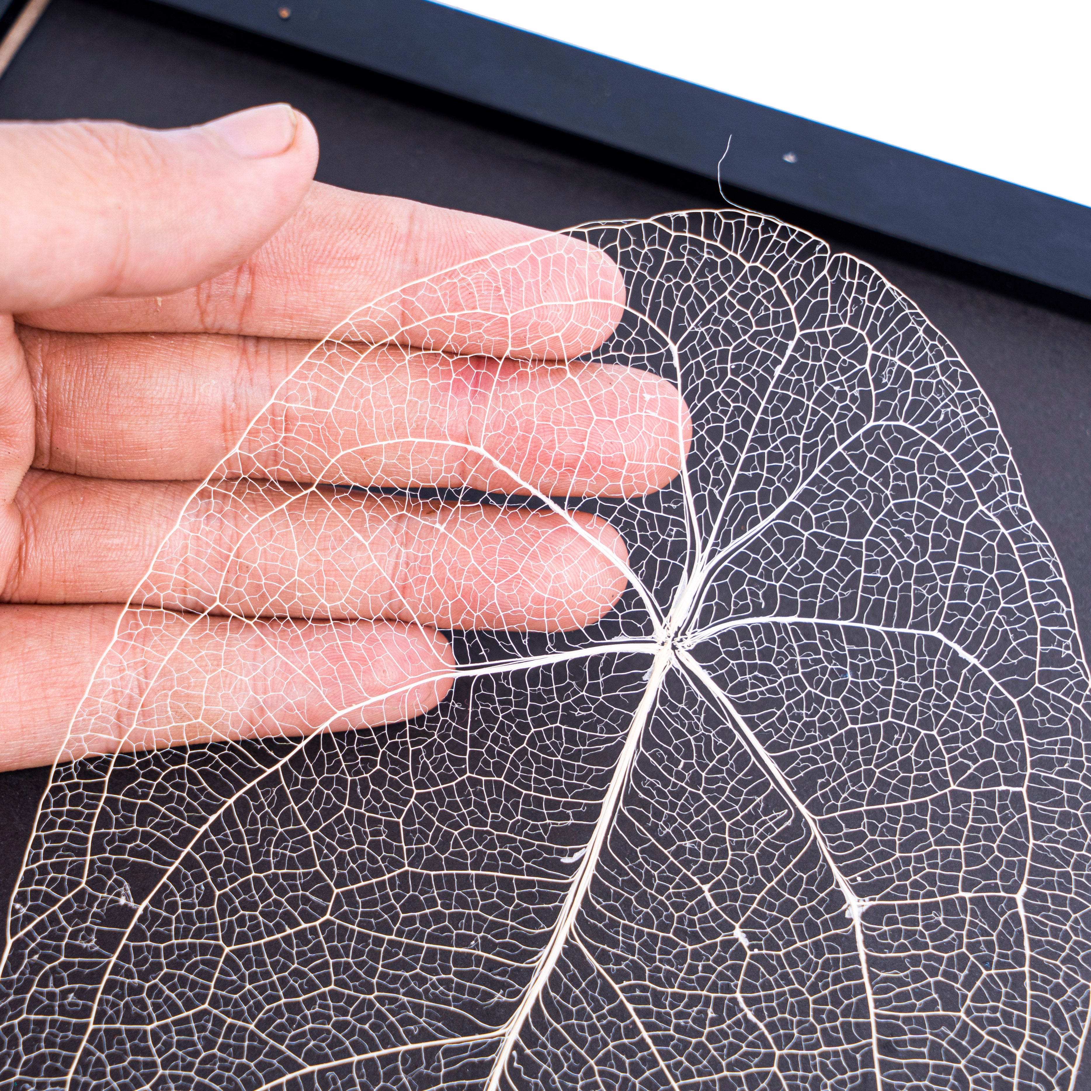 Leaf skeleton - (Anthurium Forgetti) - Aroidmarket