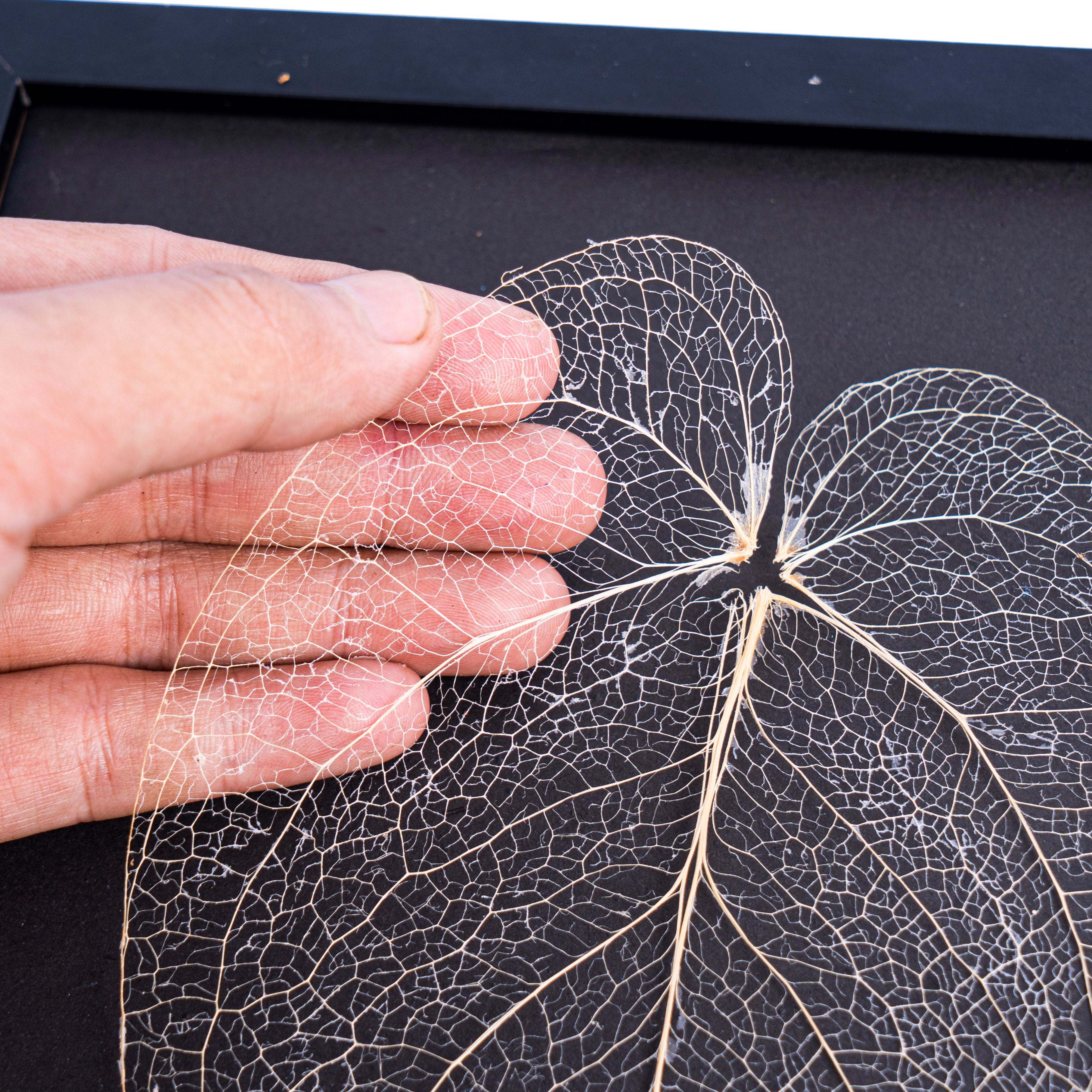 Leaf skeleton - (Anthurium Magnificum Verde) - Aroidmarket