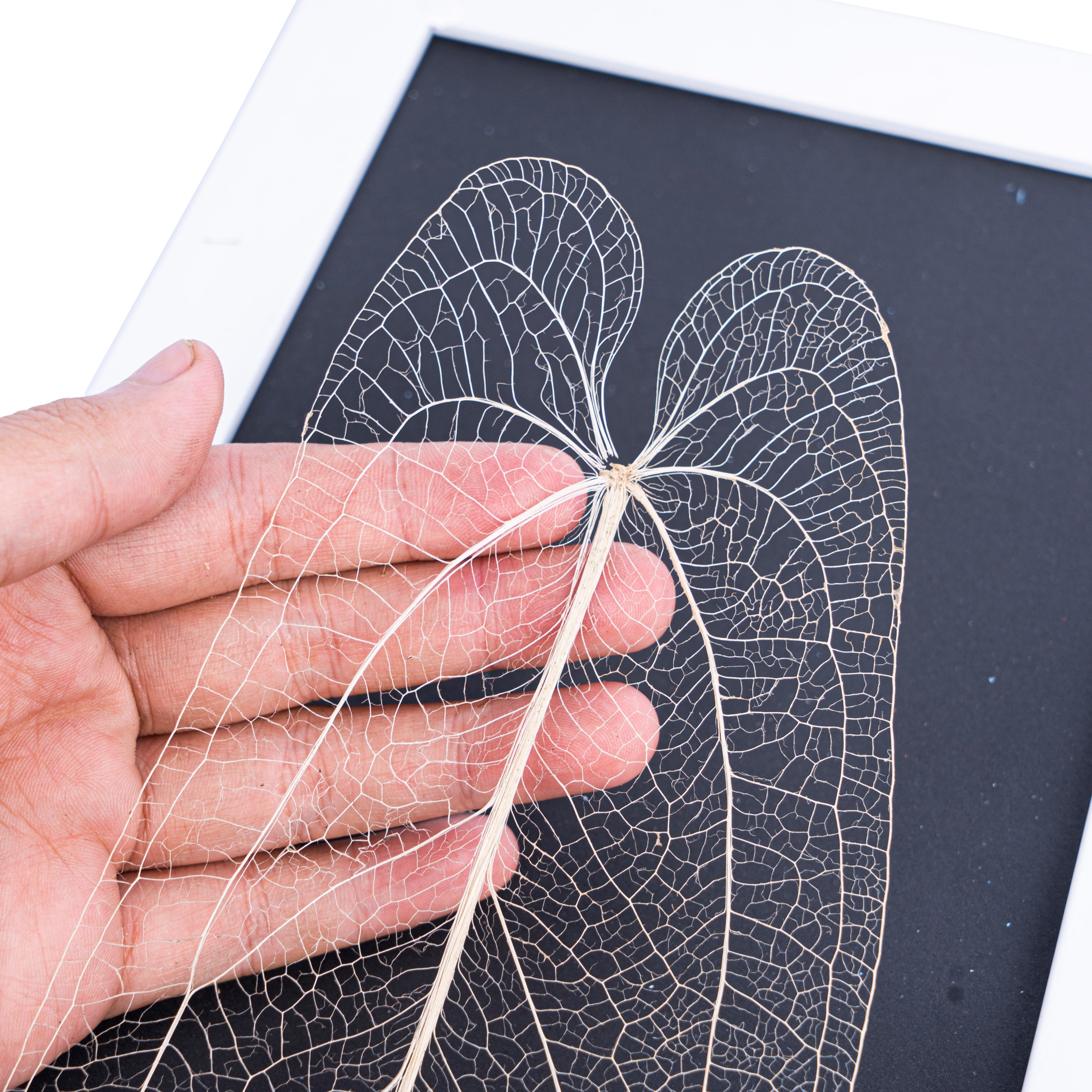 Leaf skeleton - (Anthurium Warocqueanum long leaf) - Aroidmarket
