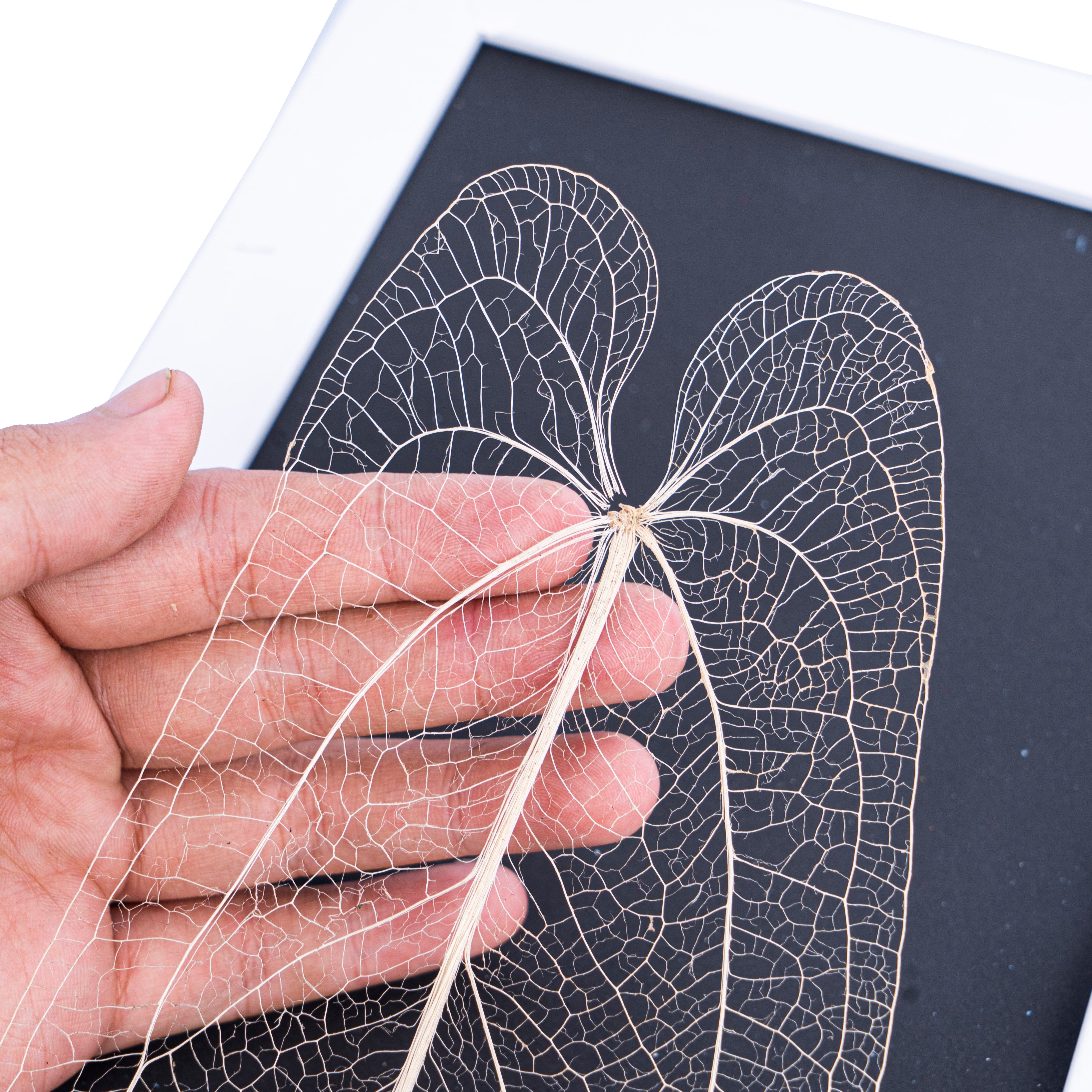Leaf skeleton - (Anthurium Warocqueanum long leaf) - Aroidmarket
