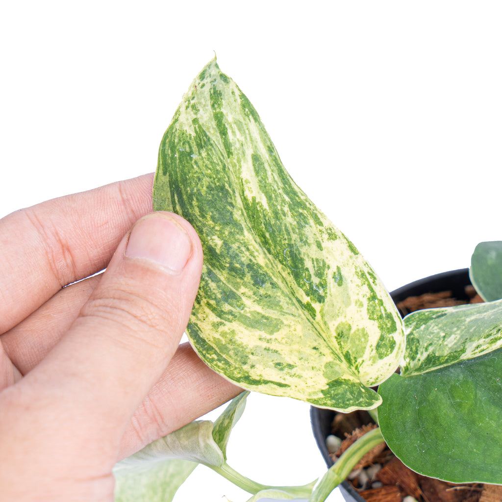 Scindapsus silver satin variegated – Aroid Market