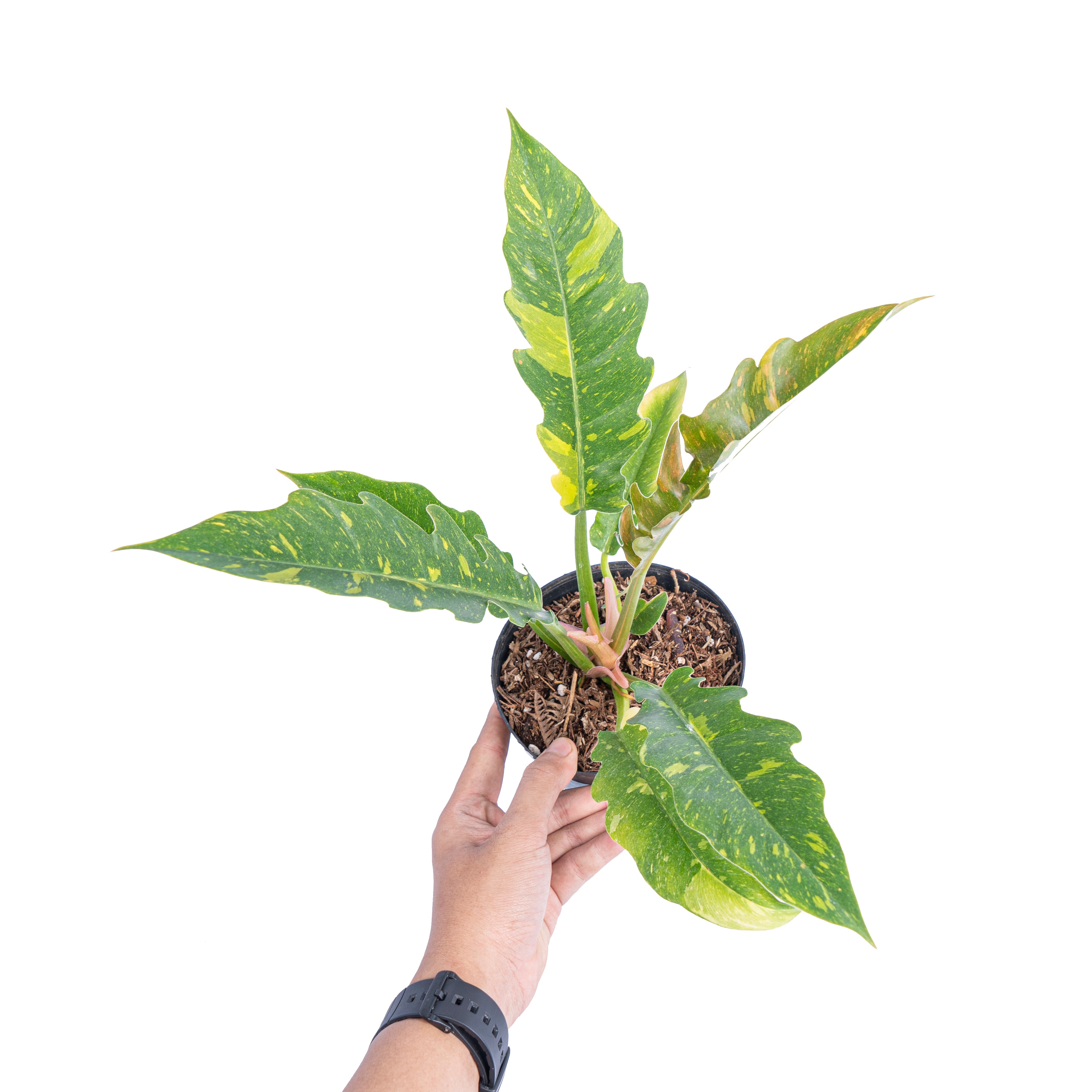 Philodendron Ring of Fire Variegated