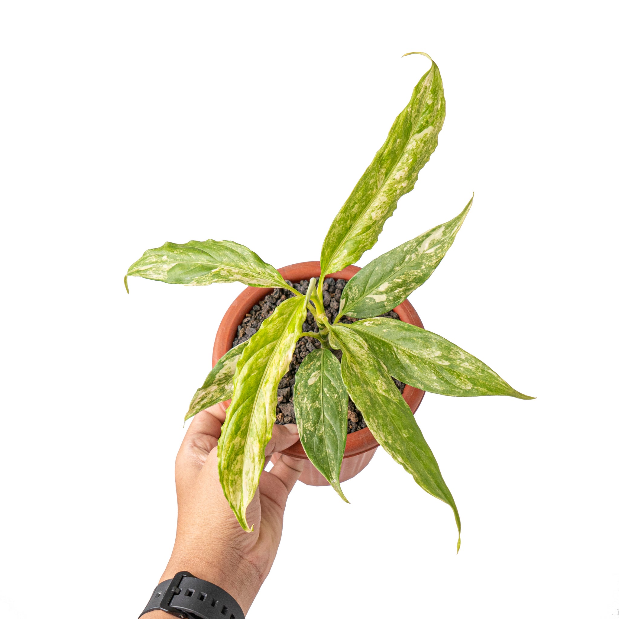 aglaonema simplex malaysia Aglaonema simplex variegated