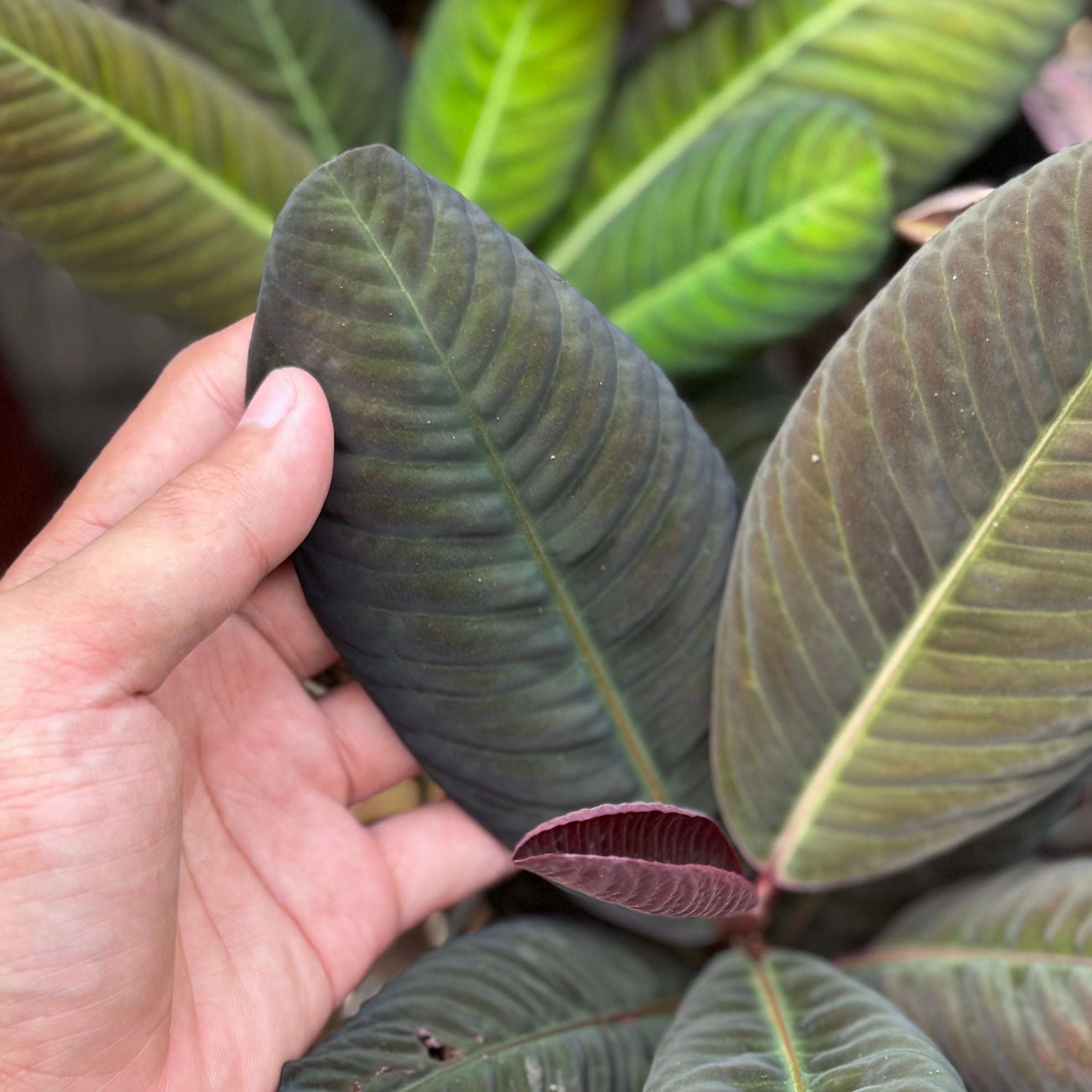 Labisia Sp Jangkang