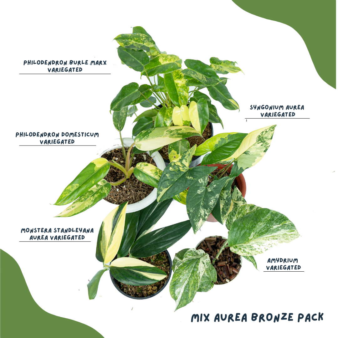 Mix Aurea Bronze Pack