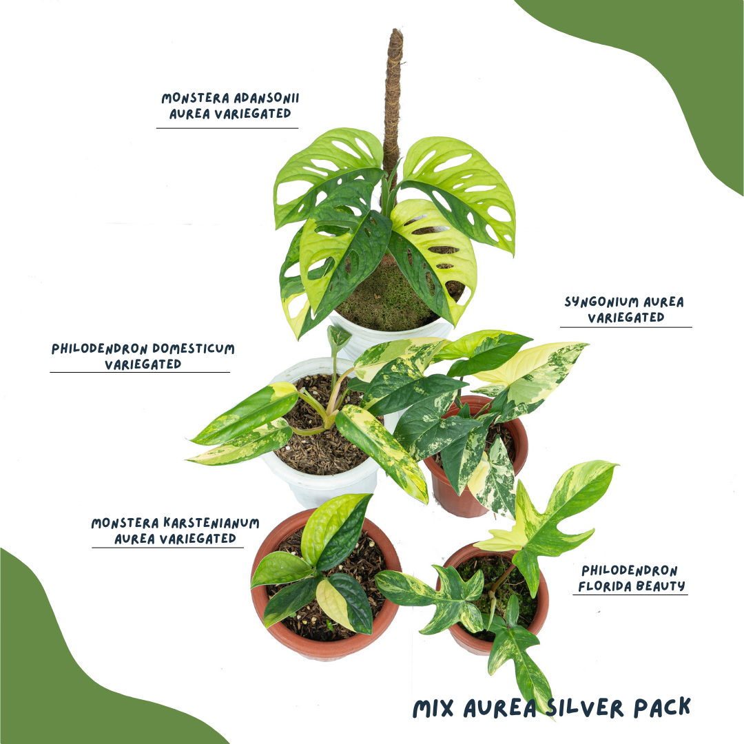 Mix Aurea Silver Pack