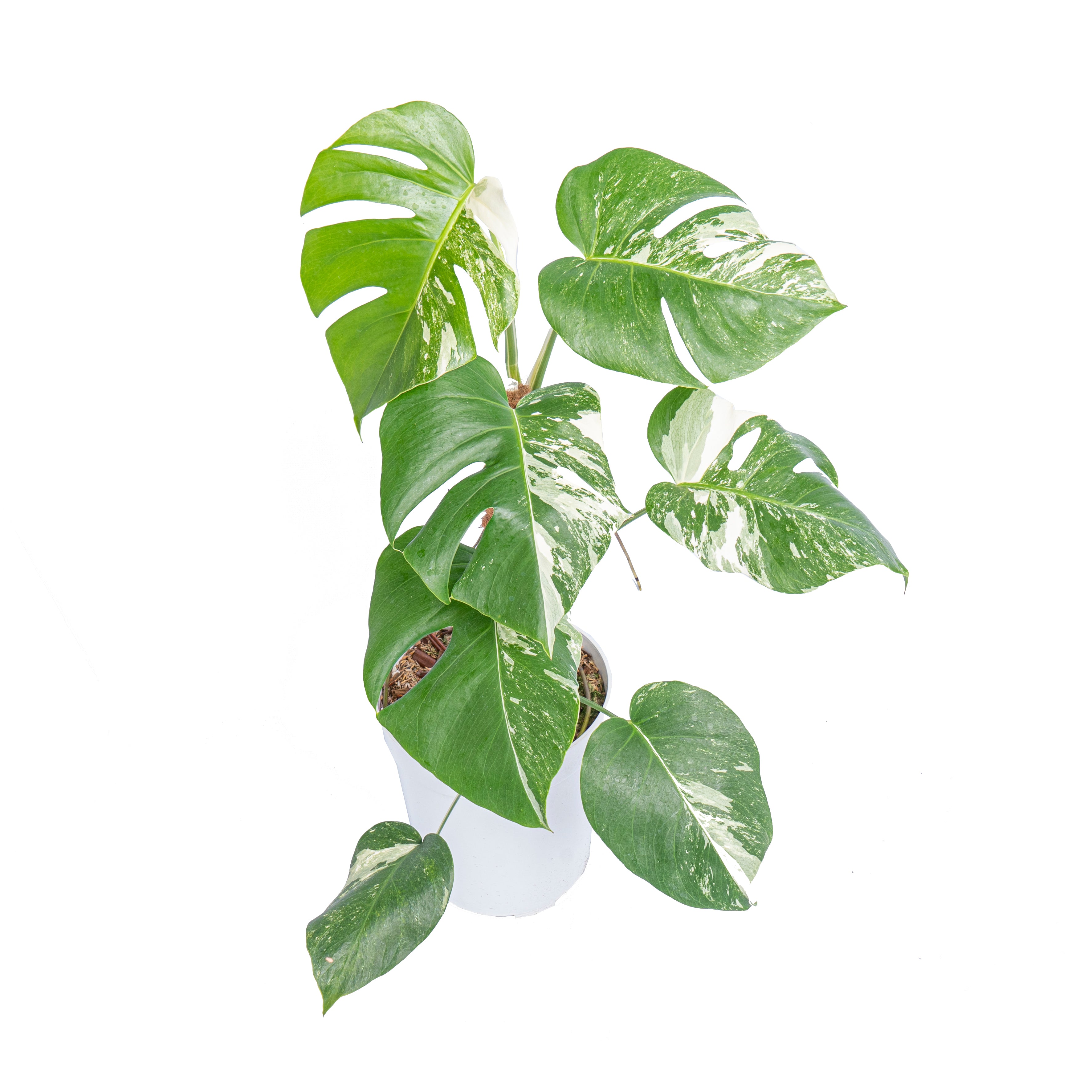 Monstera Albo Variegated