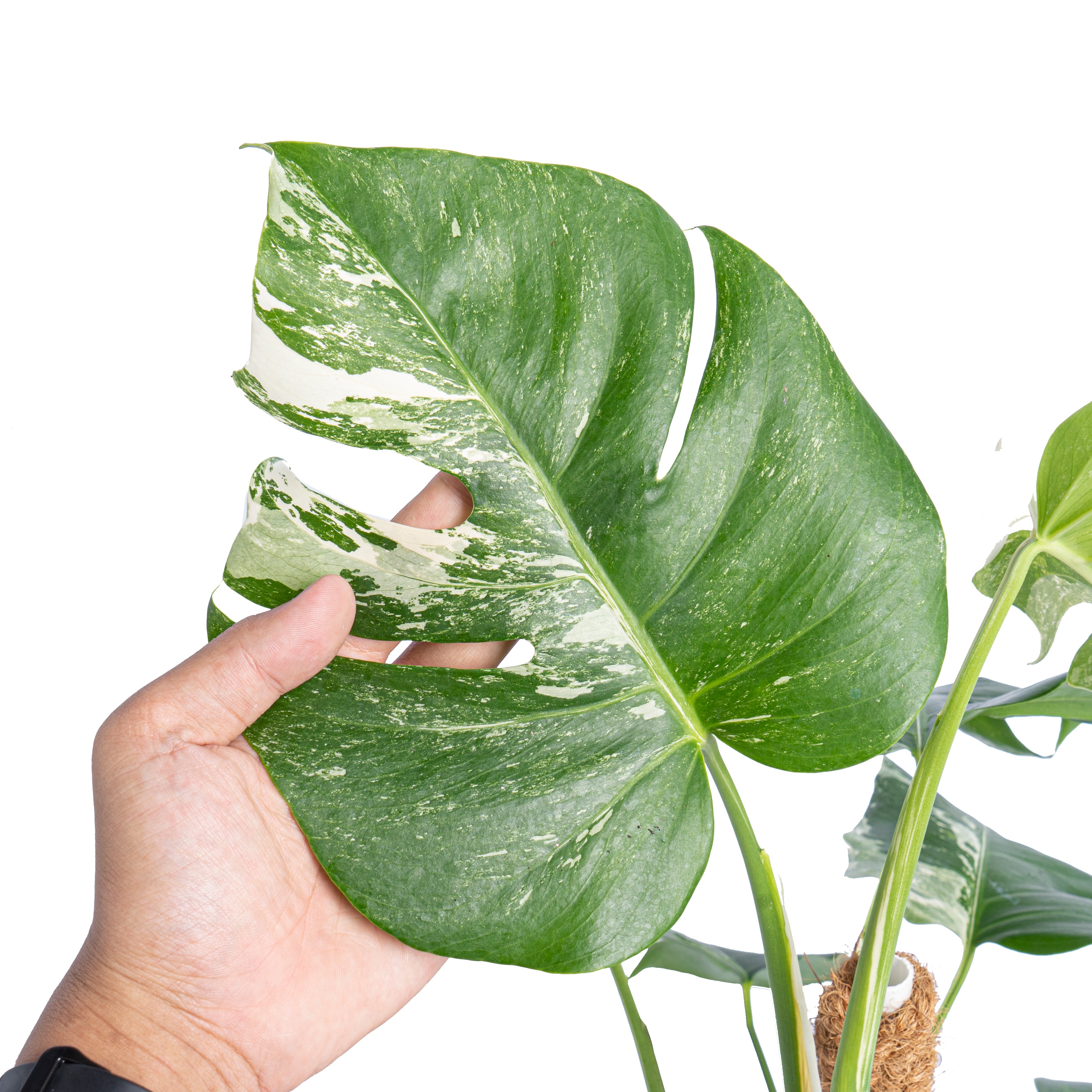 Monstera Albo Variegated