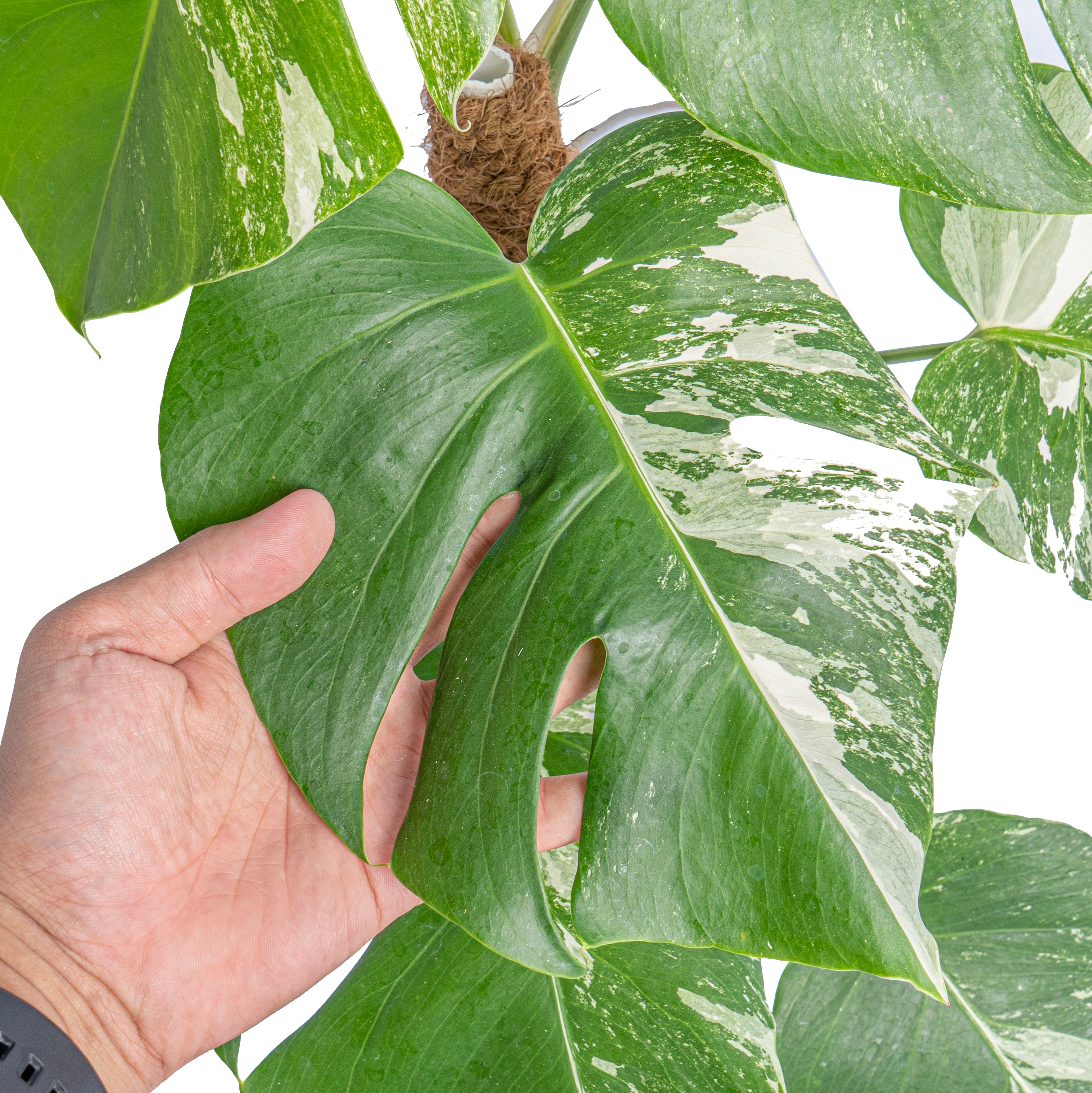 Monstera Albo Variegated