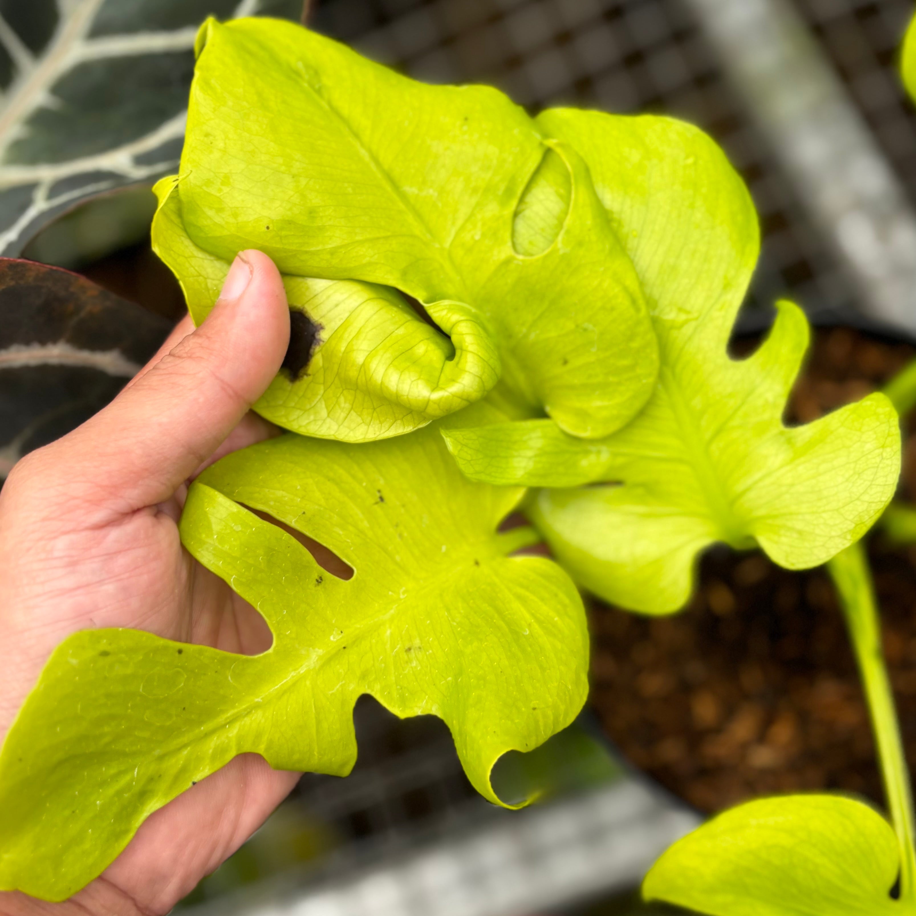 Monstera Lemon Lime