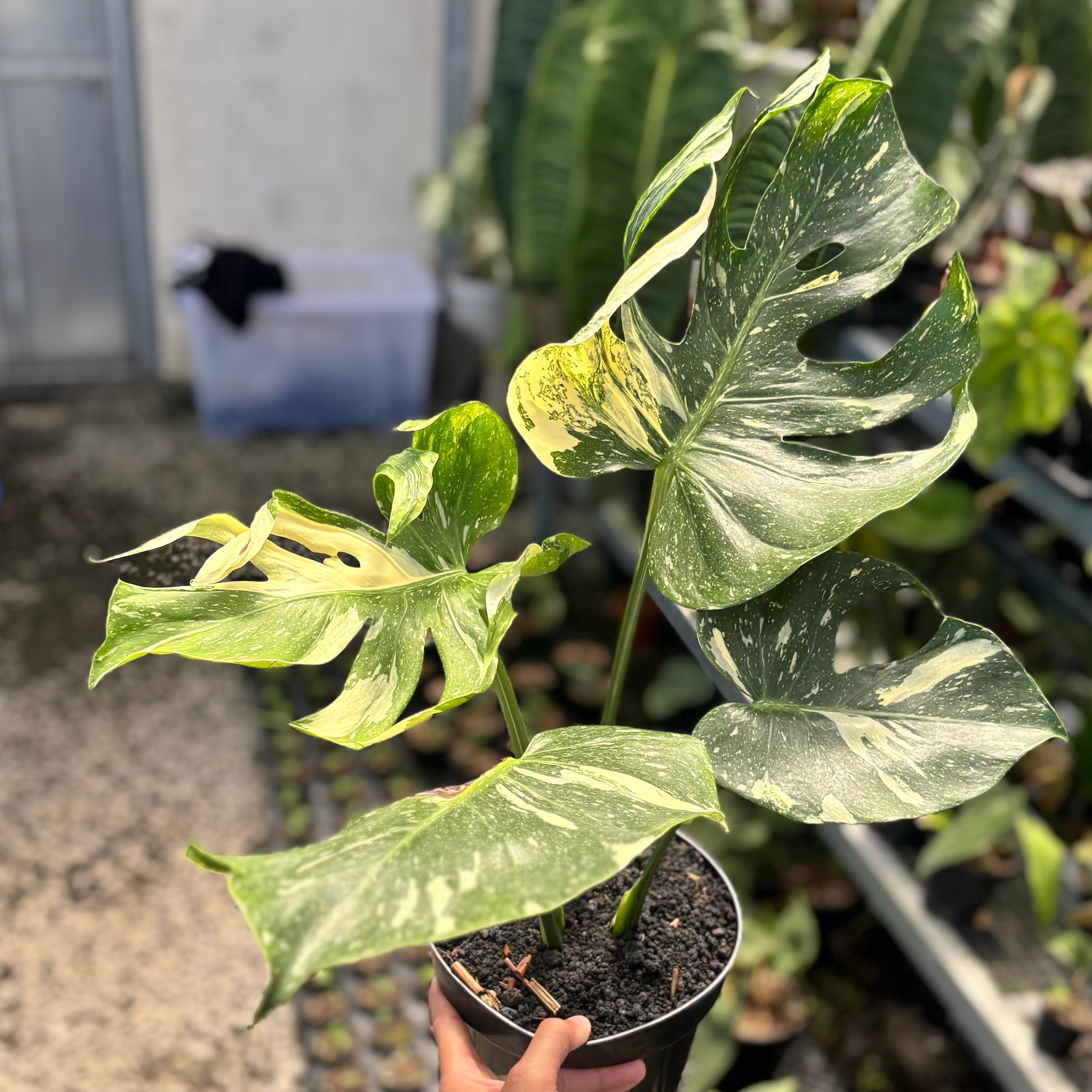 Monstera Medusa Variegated