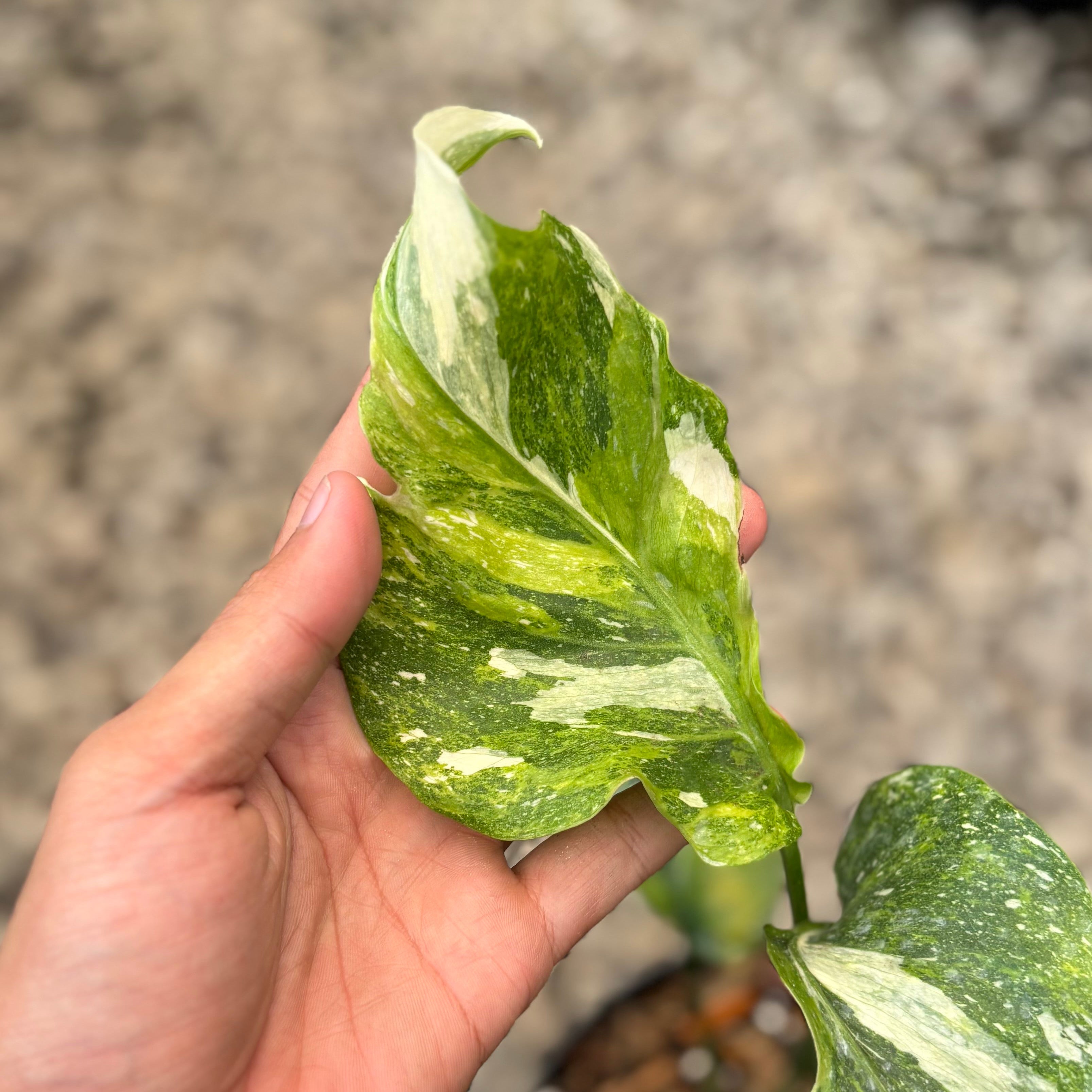 Monstera Spectra
