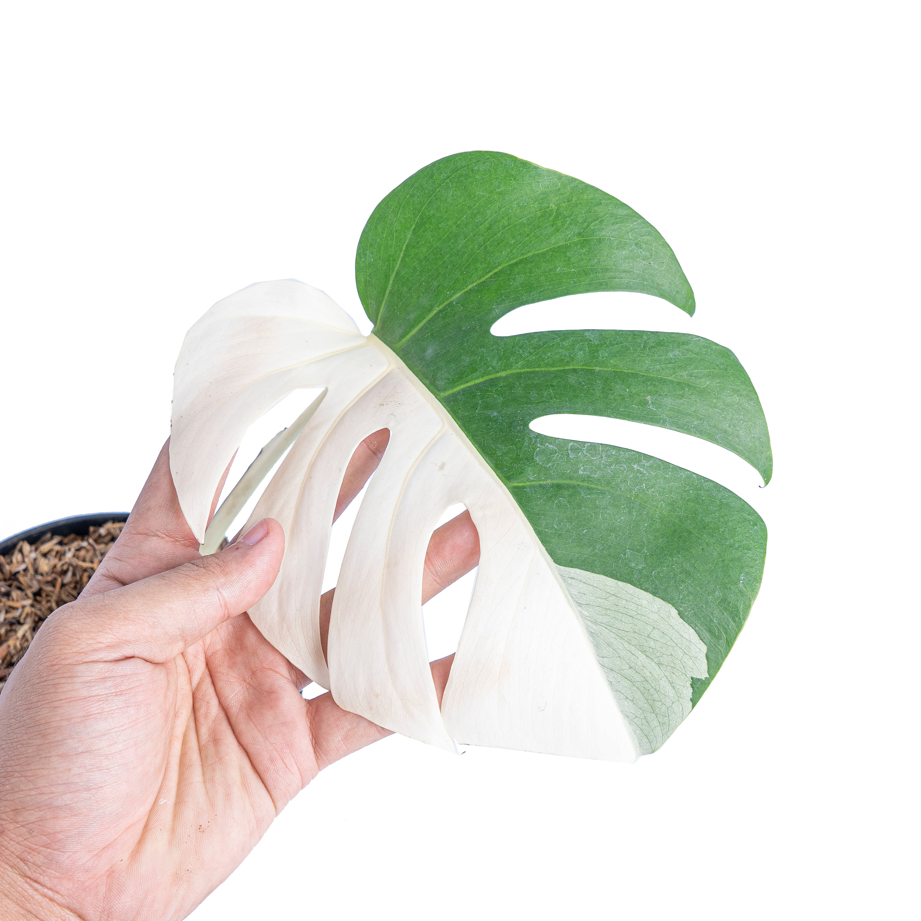 Monstera albo halfmoon cutting - 1 leaf