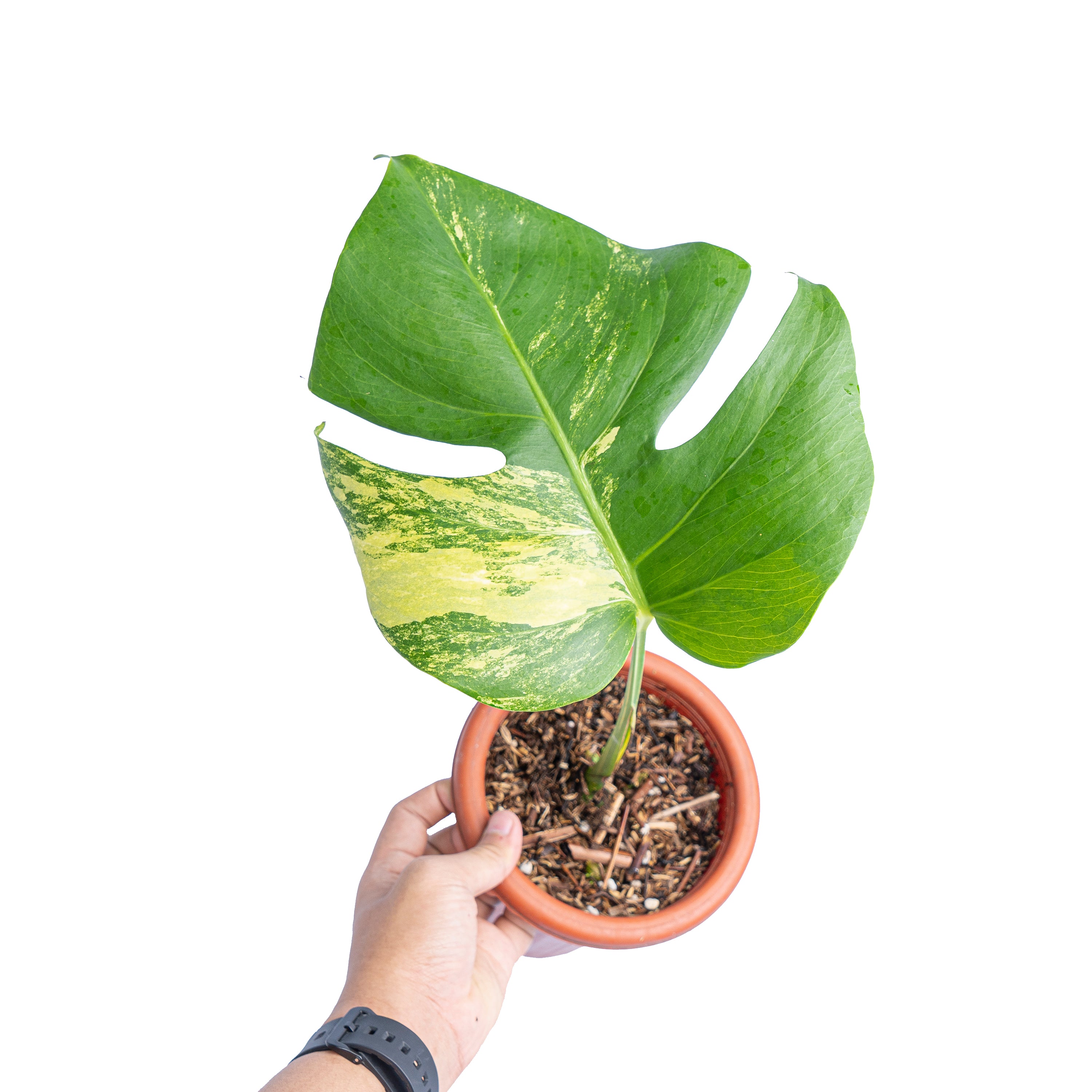 Monstera marmorata variegated cutting - 1 leaf