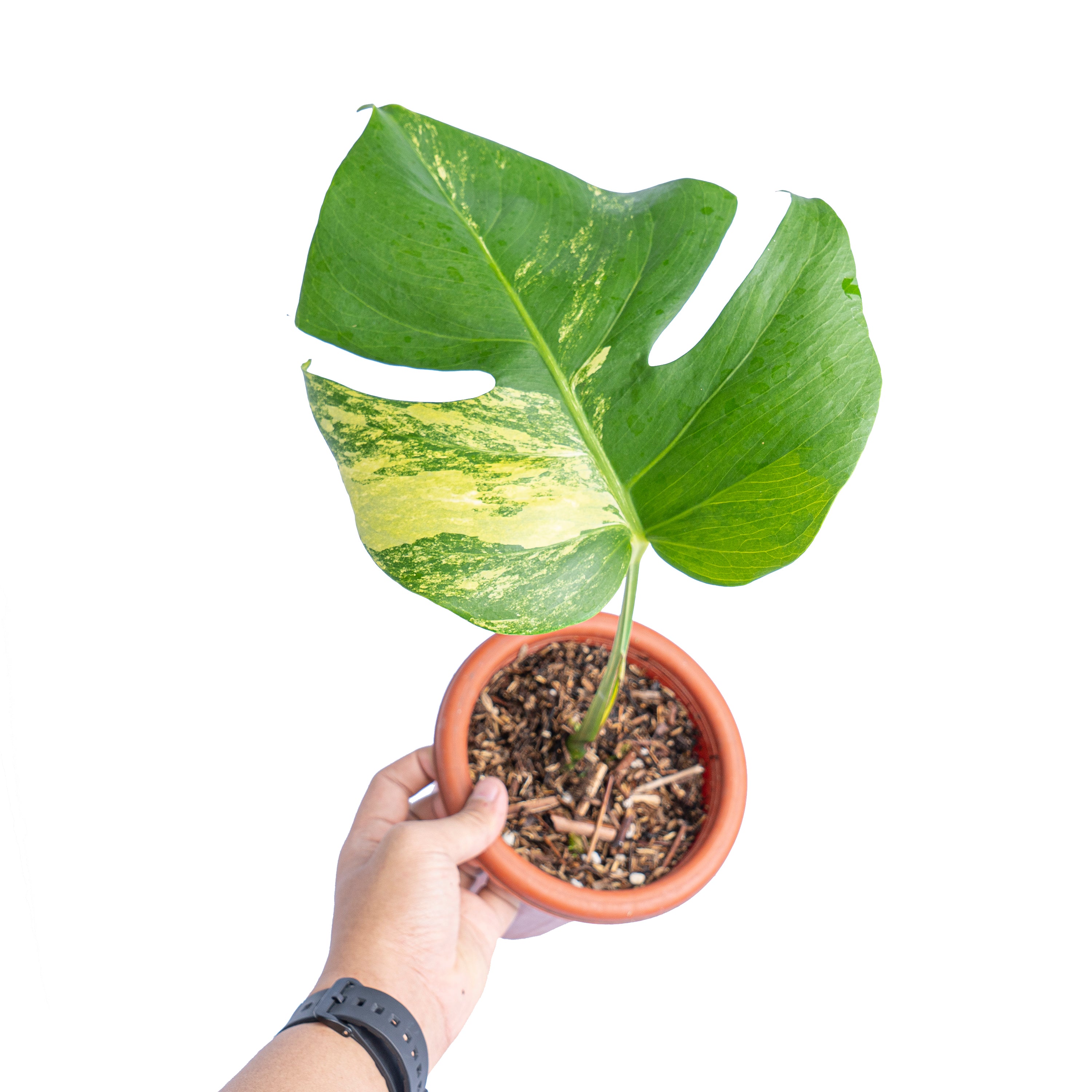 Monstera marmorata variegated cutting - 1 leaf