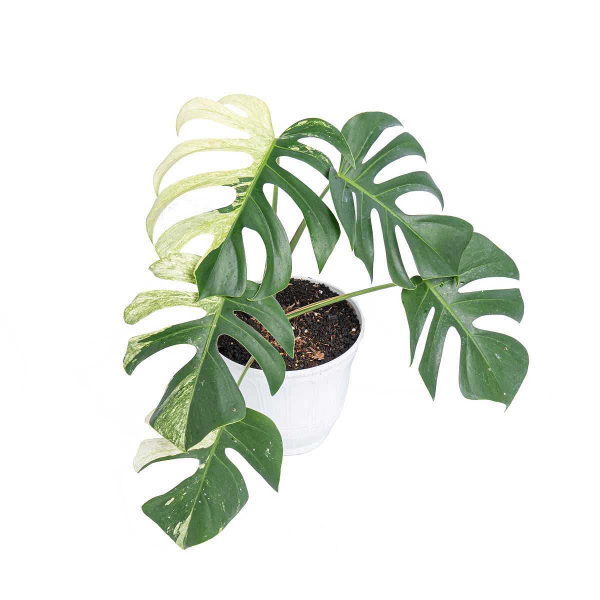 Monstera mint variegated - Aroidmarket