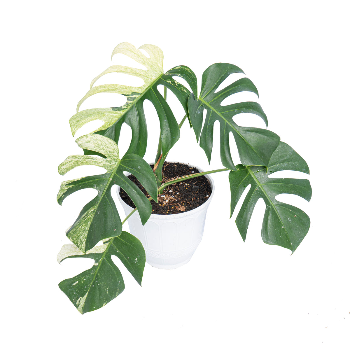 Monstera mint variegated - Aroidmarket