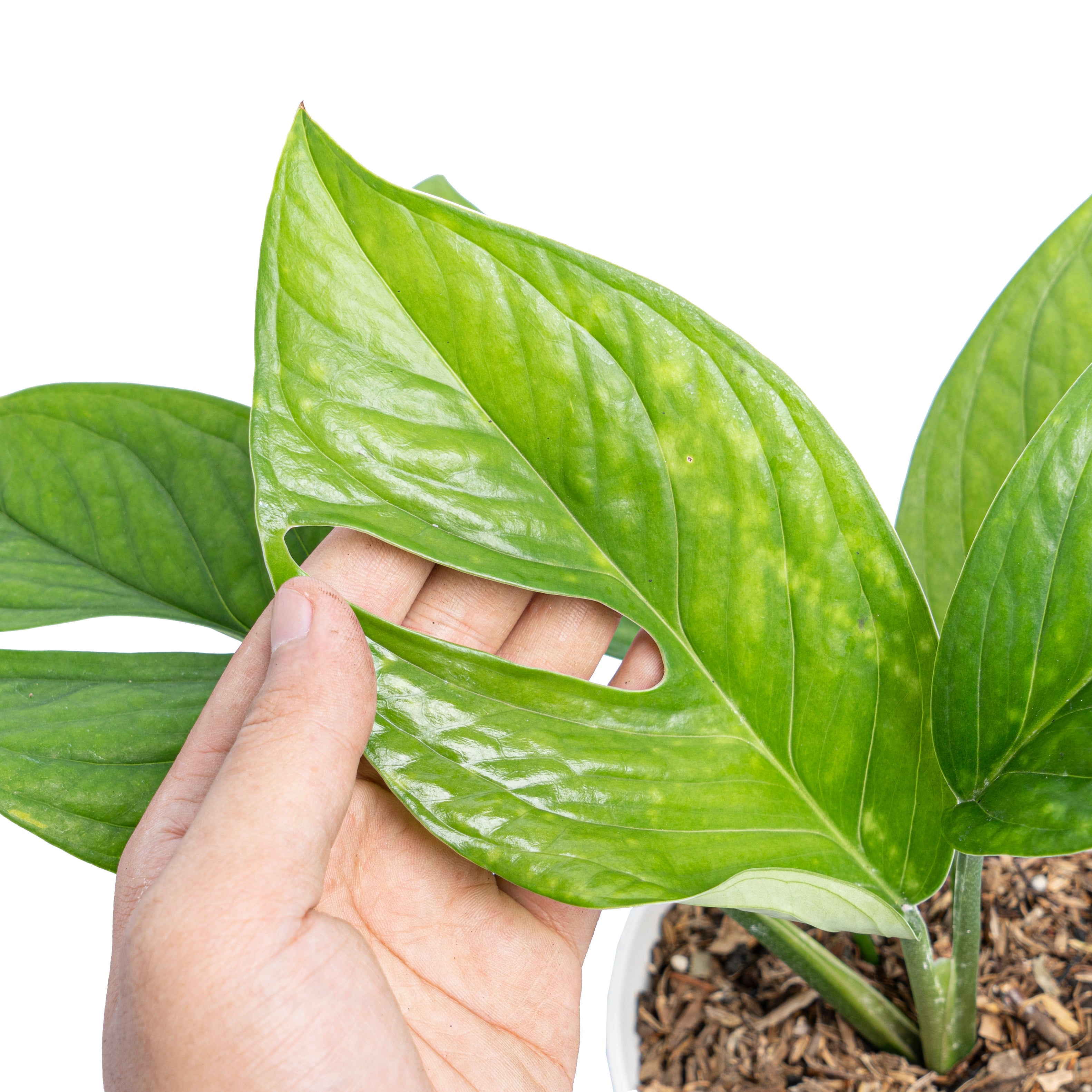 Monstera pinnatipartita