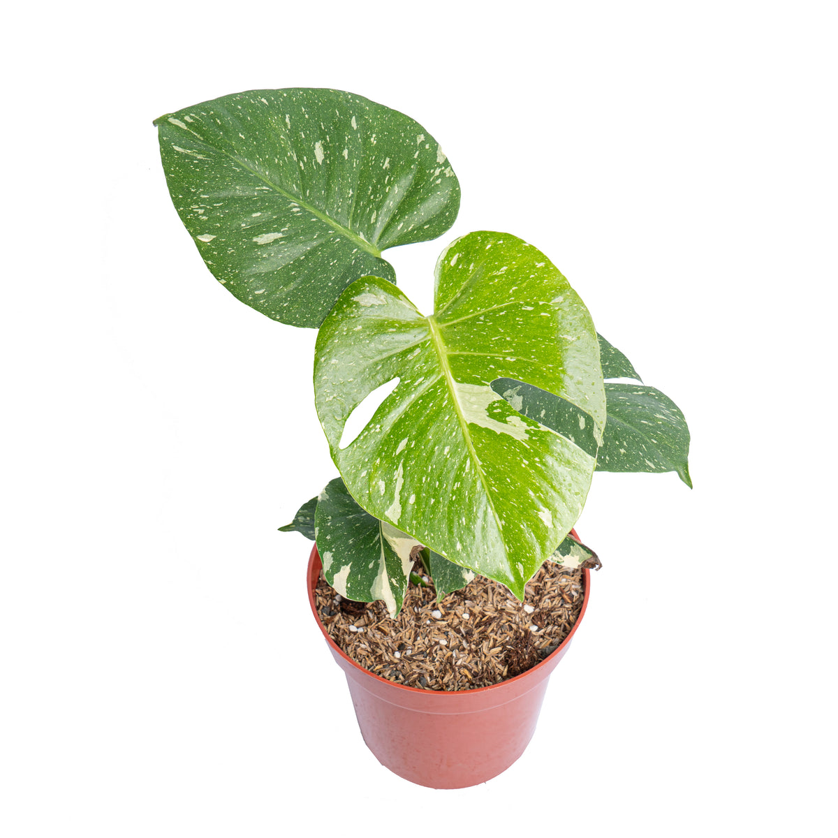 Monstera thai constellation