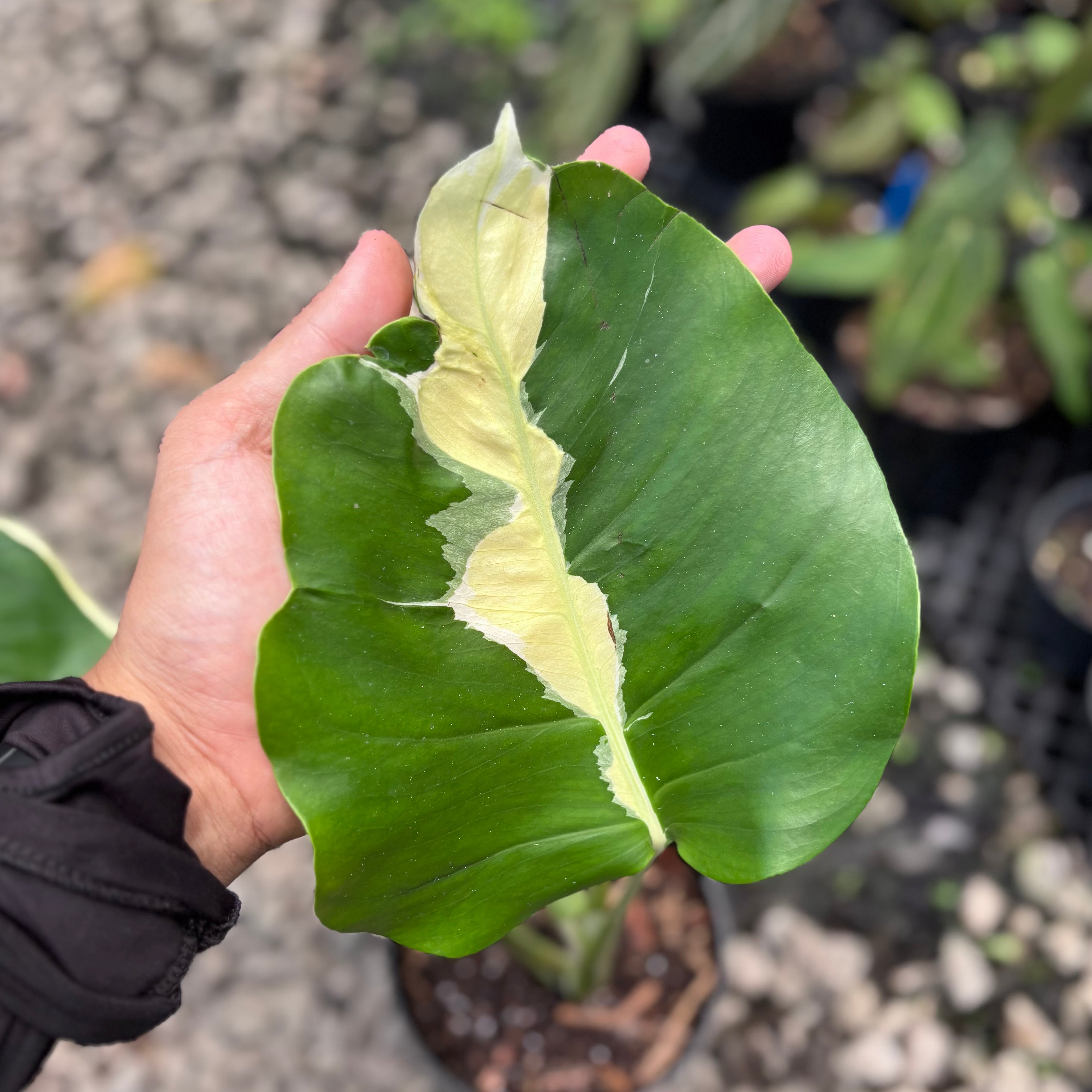 Monstera white lava