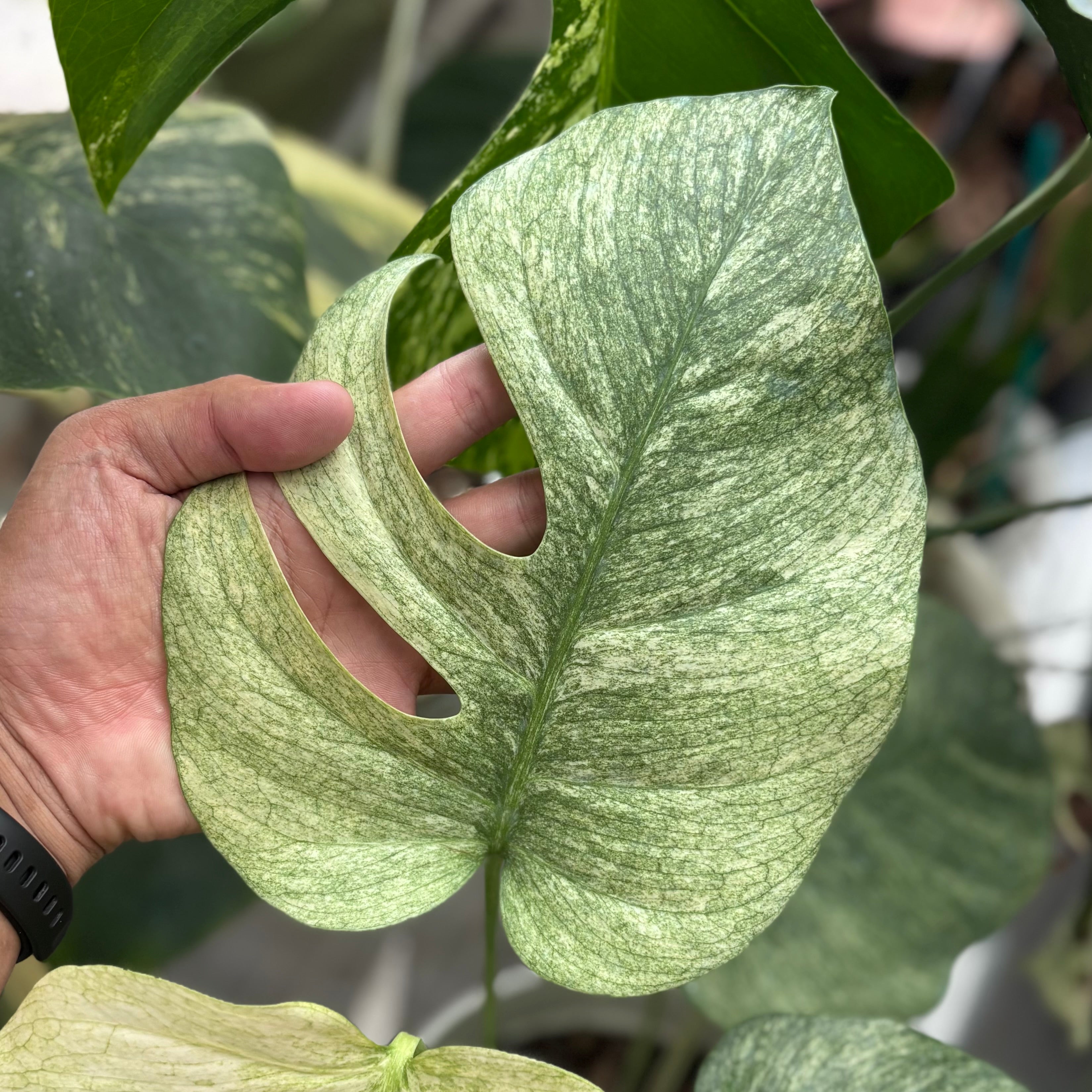 Monstera white mint