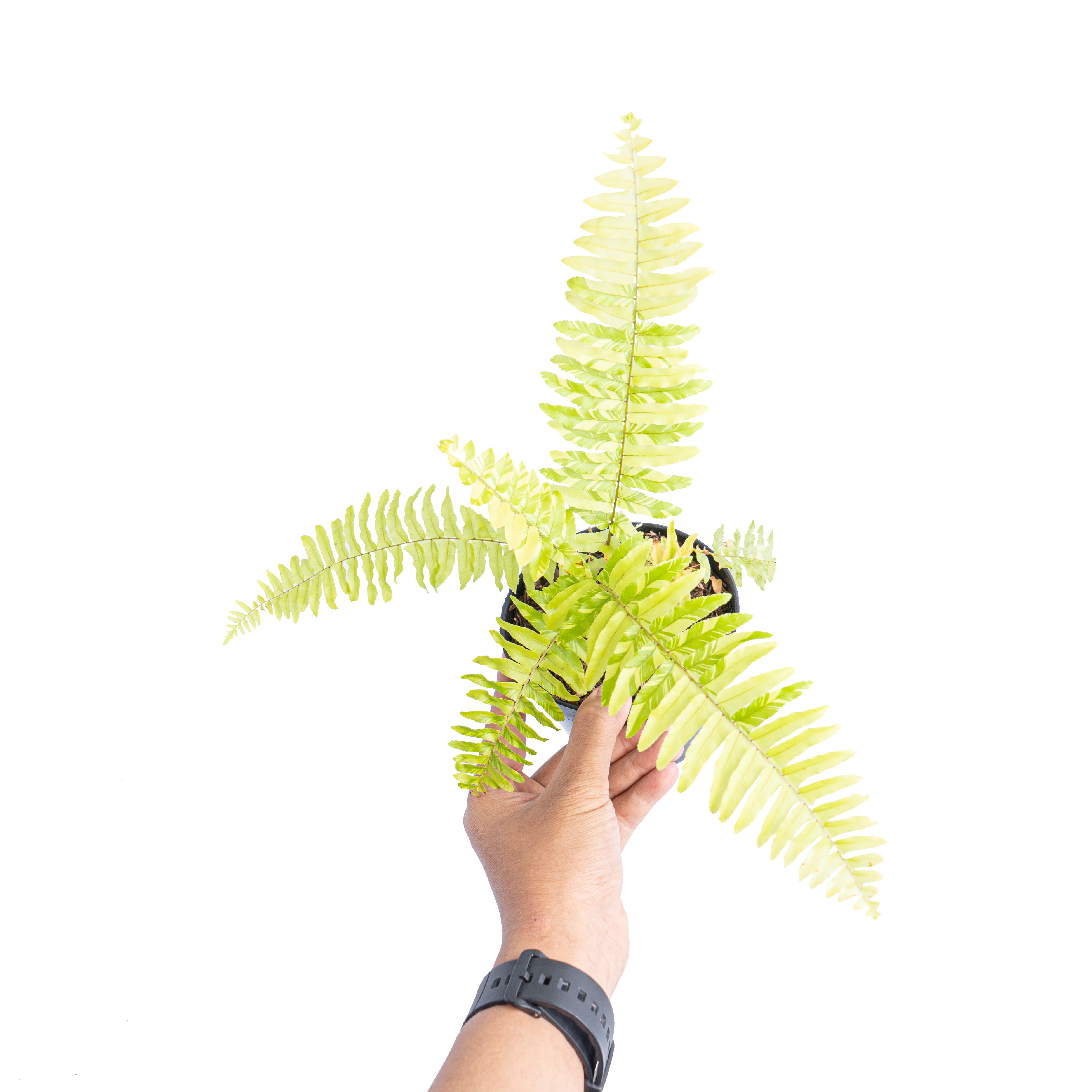 Nephrolepis exaltata variegated - Aroidmarket
