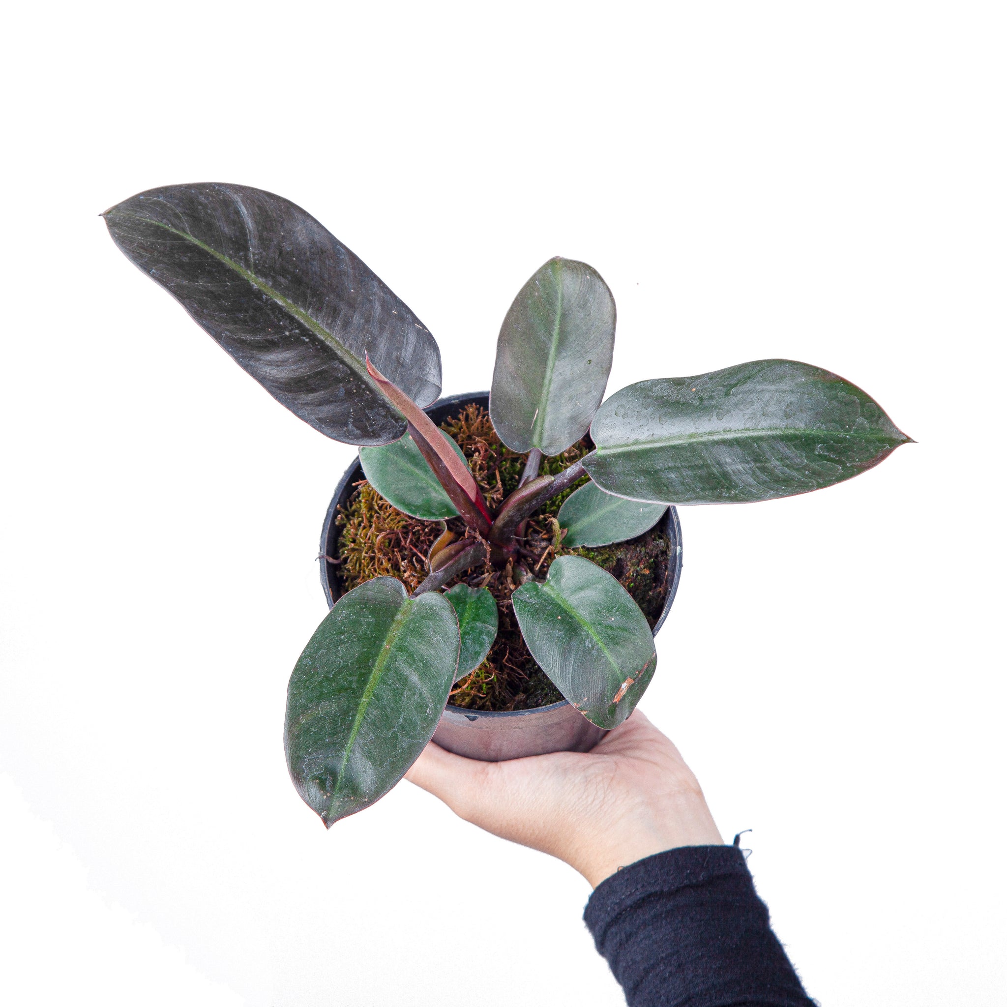 black cardinal philodendron size Philodendron Black Cardinal