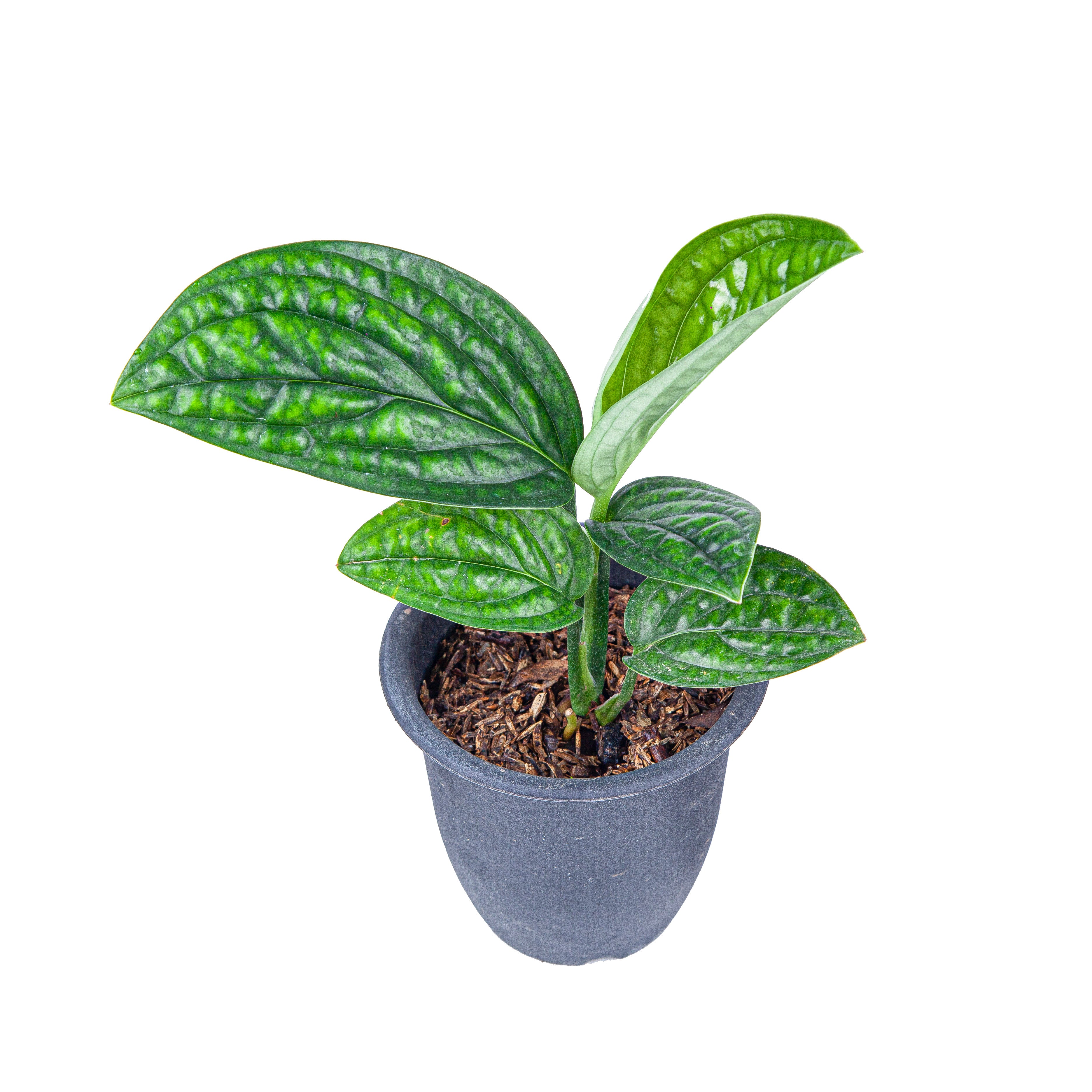 Monstera Karstenianum