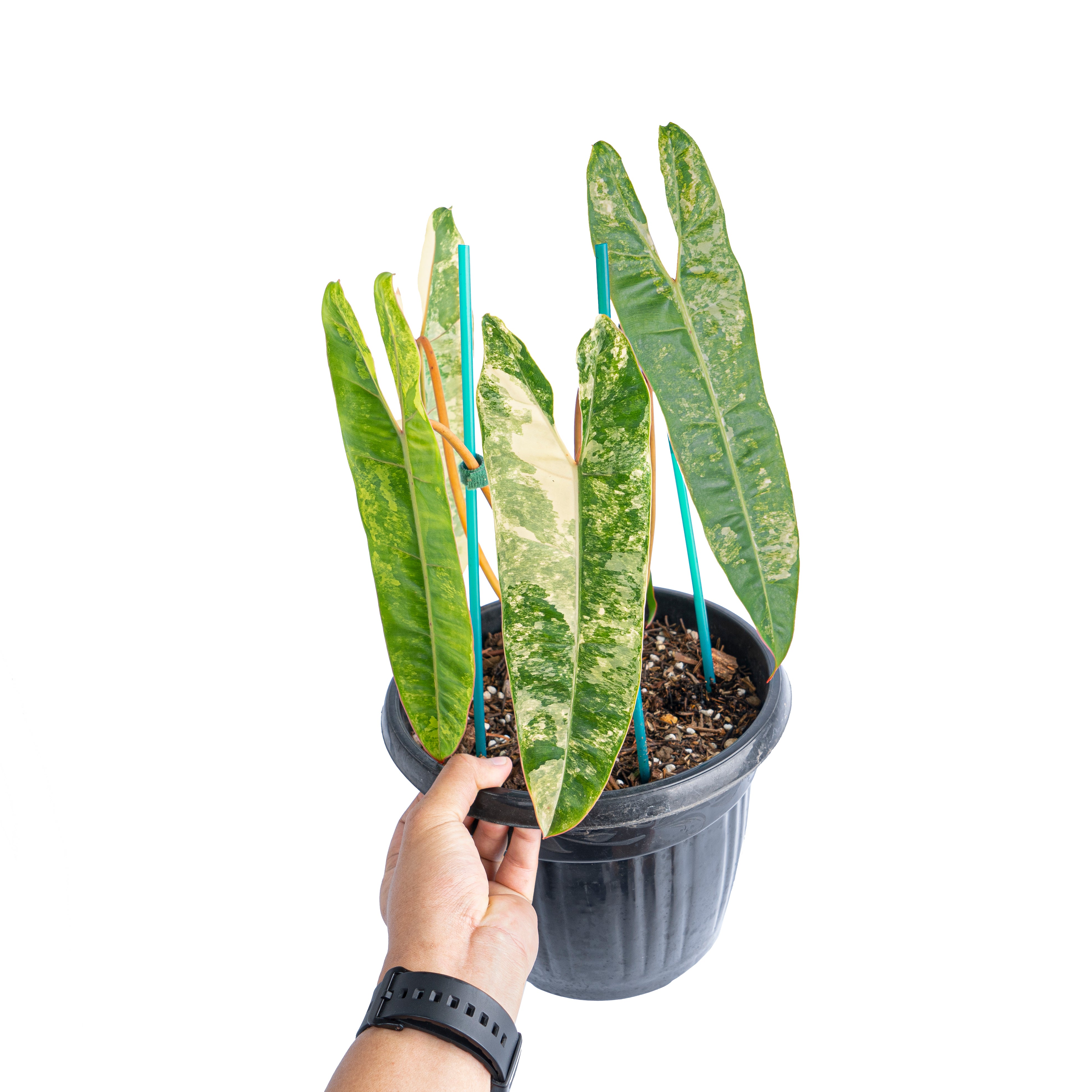 Philodendron Billietiae Variegated Mature size - Aroidmarket