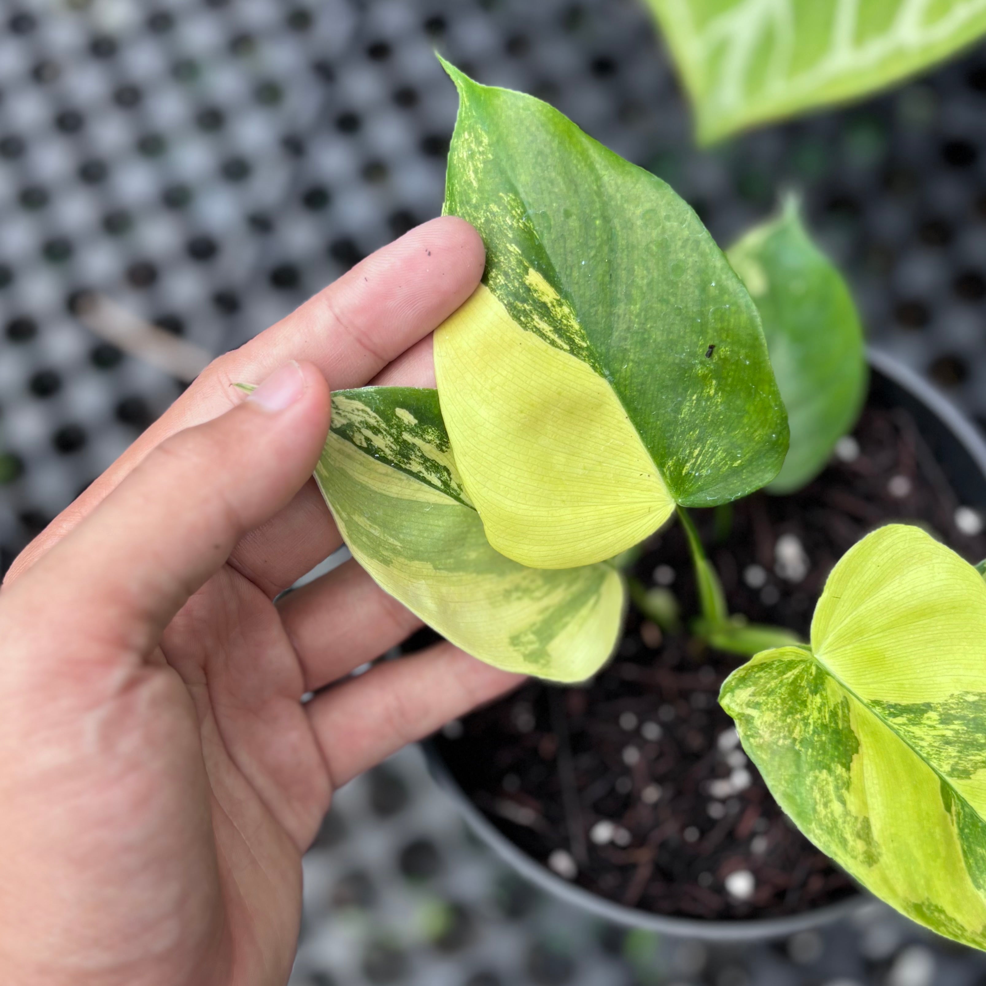 Philodendron Florida Beauty x Lupinum