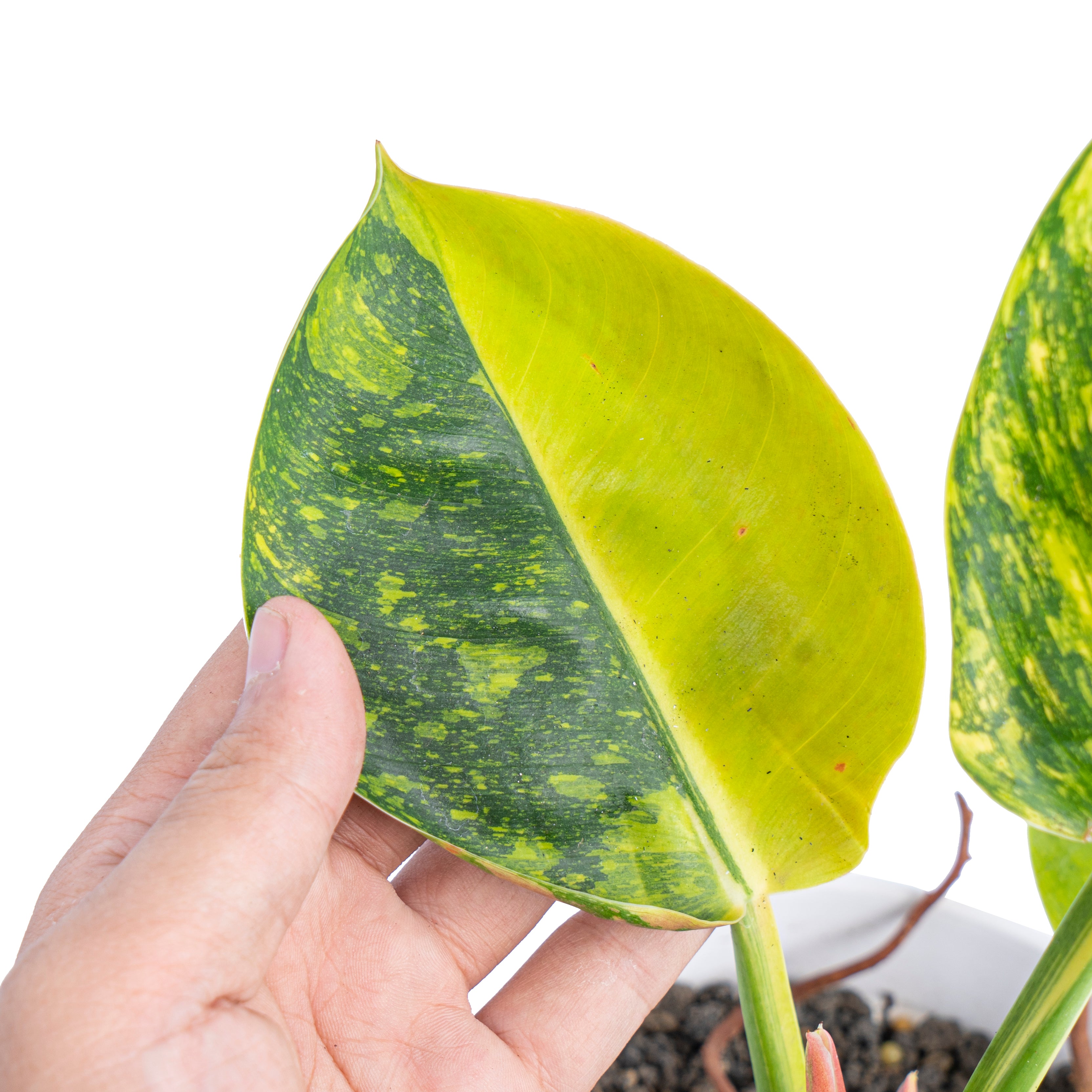 Philodendron Green congo marble variegated