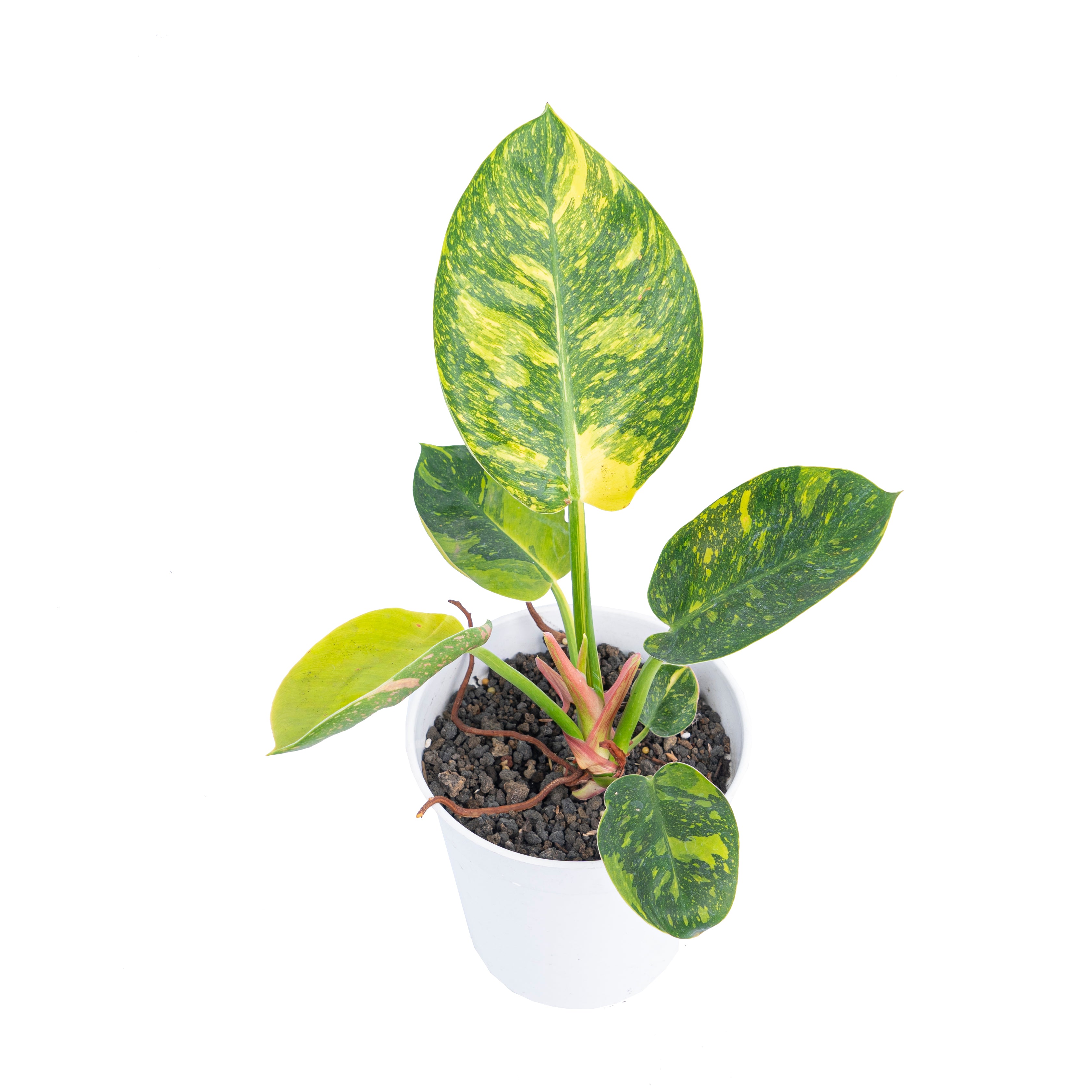 Philodendron Green congo marble variegated