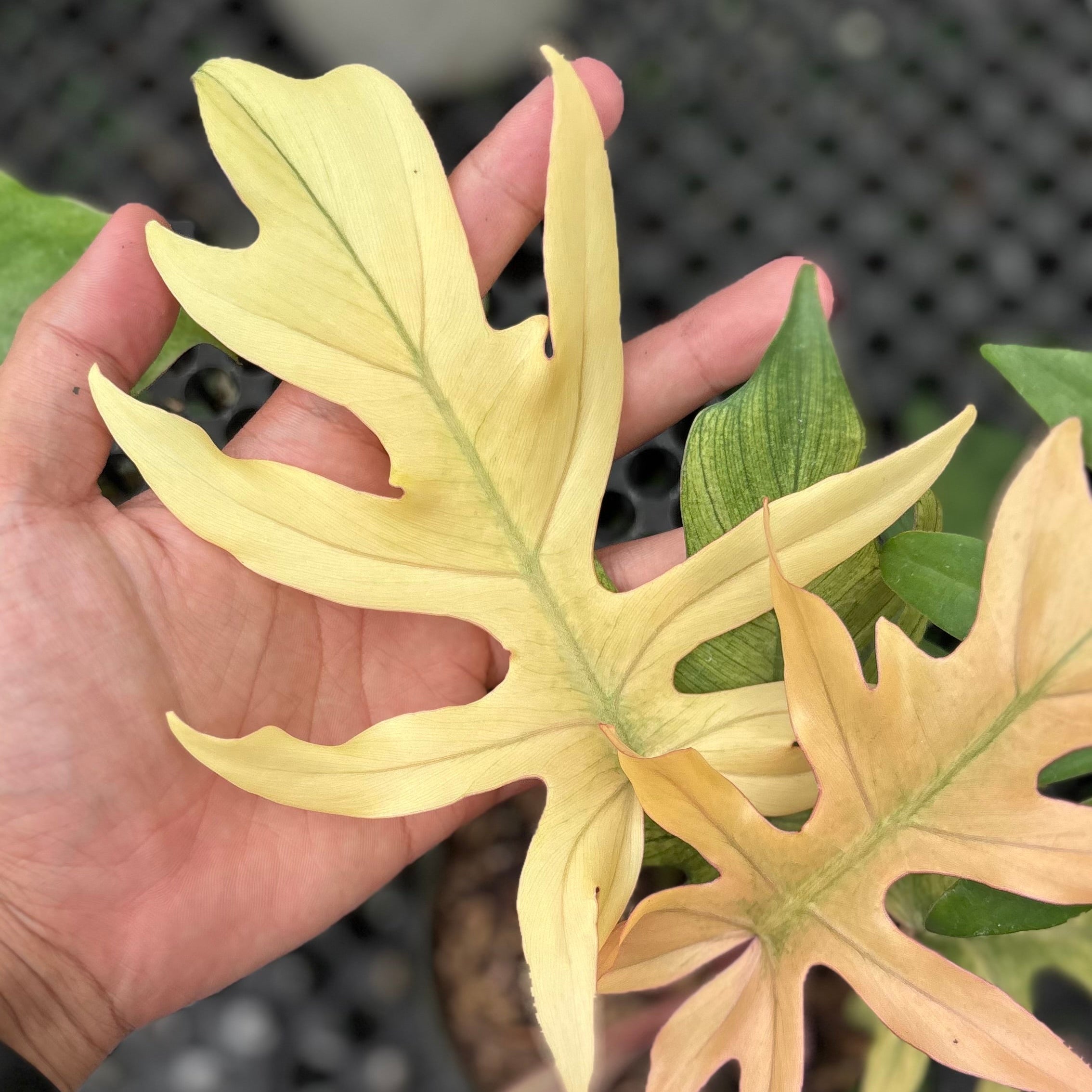 Philodendron Squamiferum x Mayoi