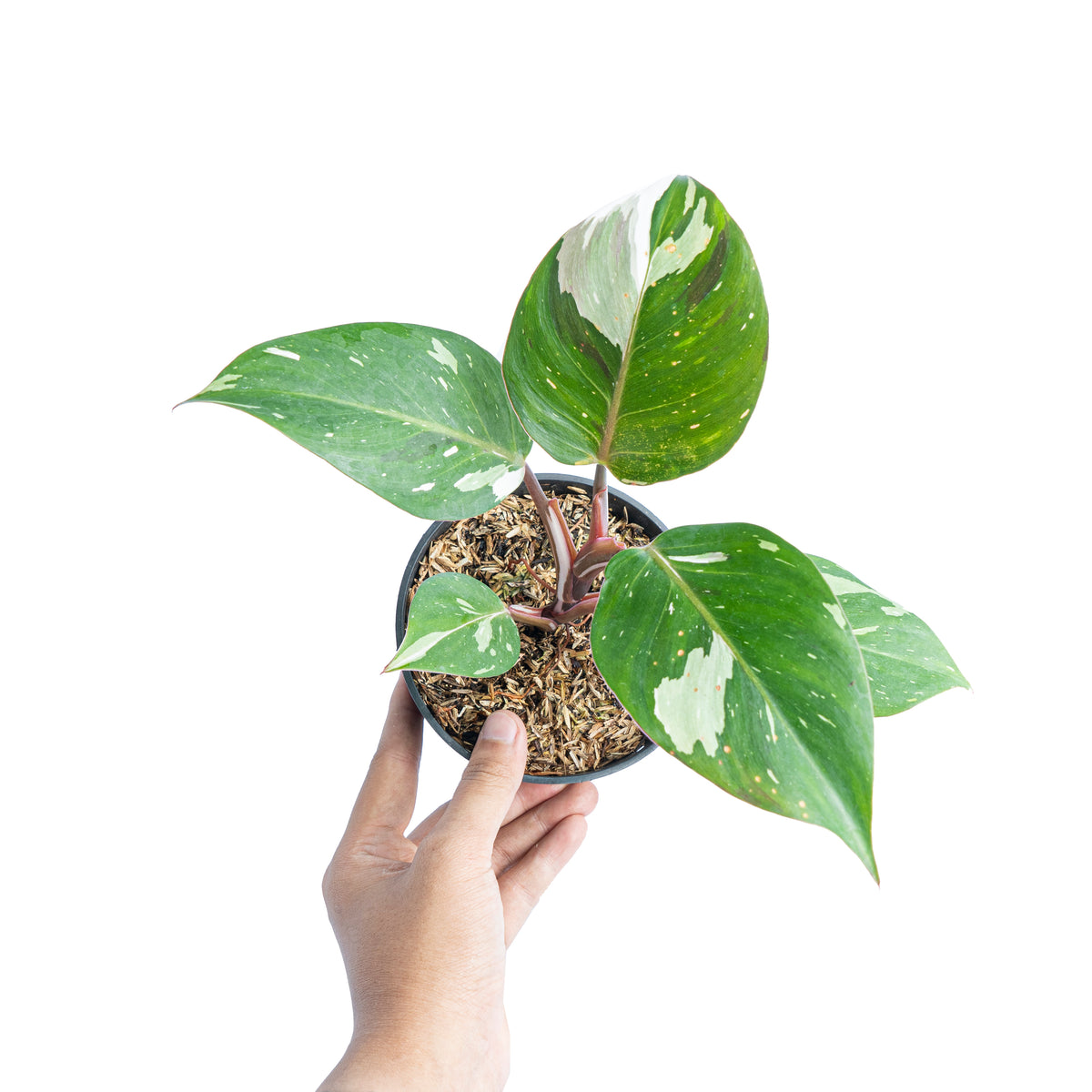 Philodendron White Knight