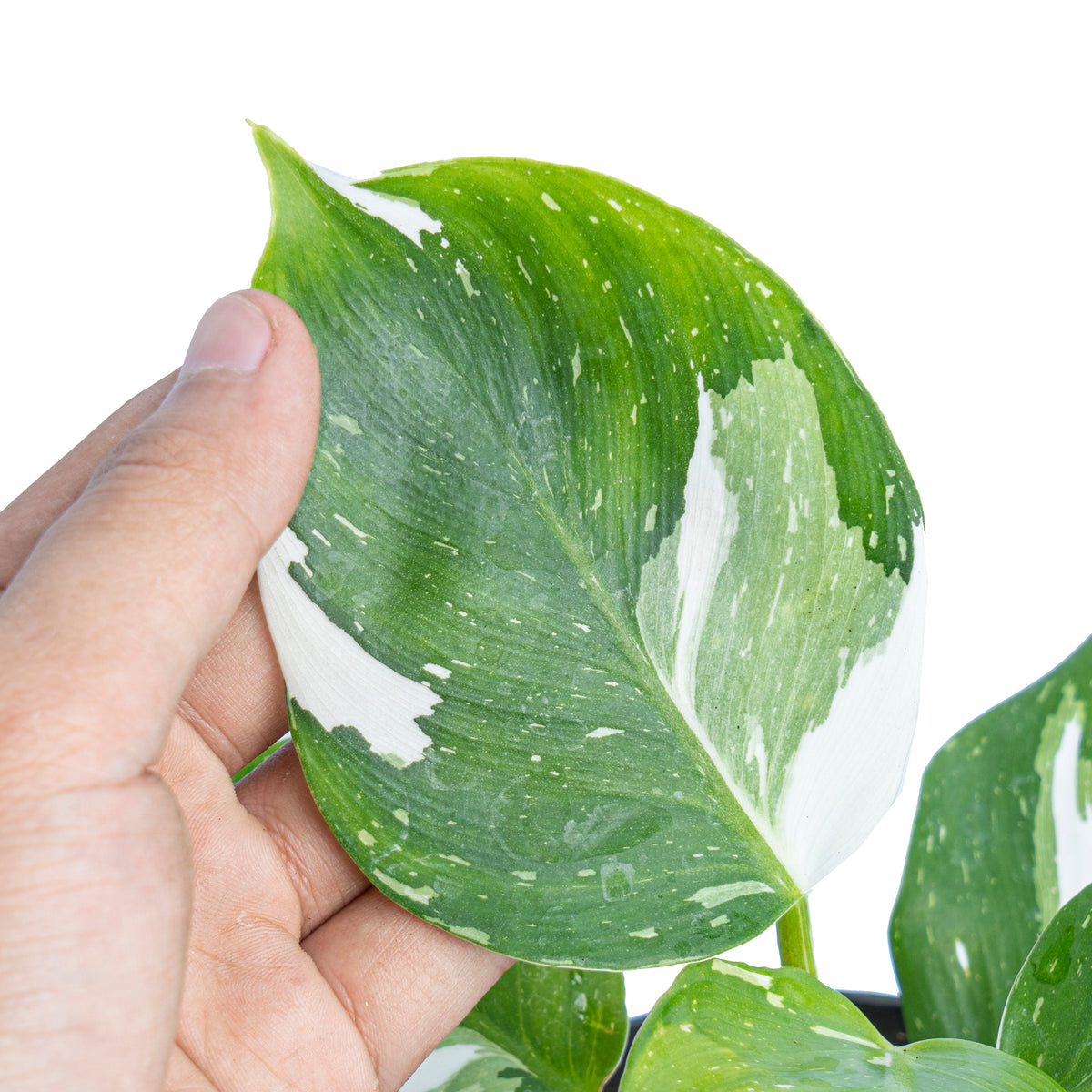 Philodendron White Wizard