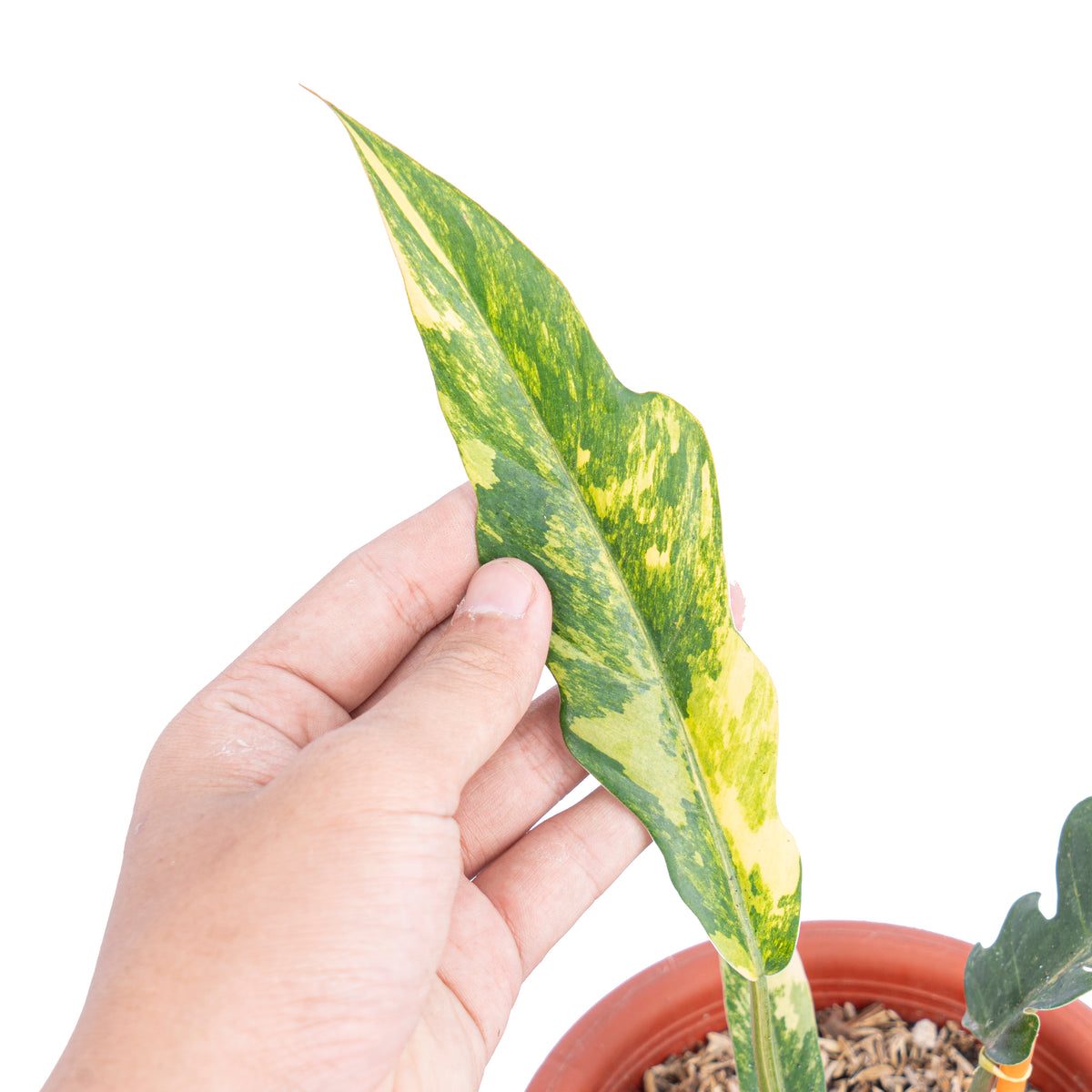 Philodendron caramel marble variegated