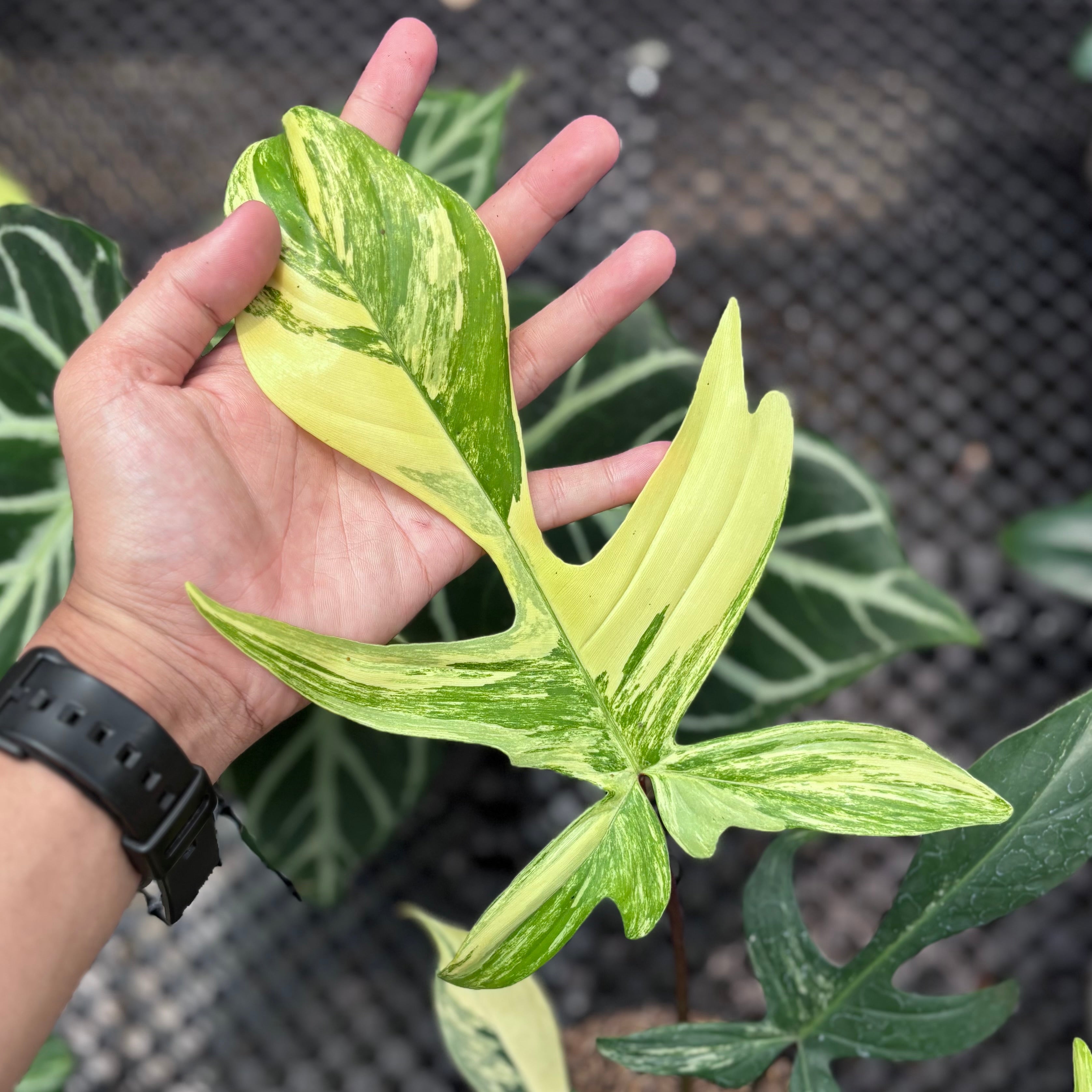Philodendron florida beauty - Mature size