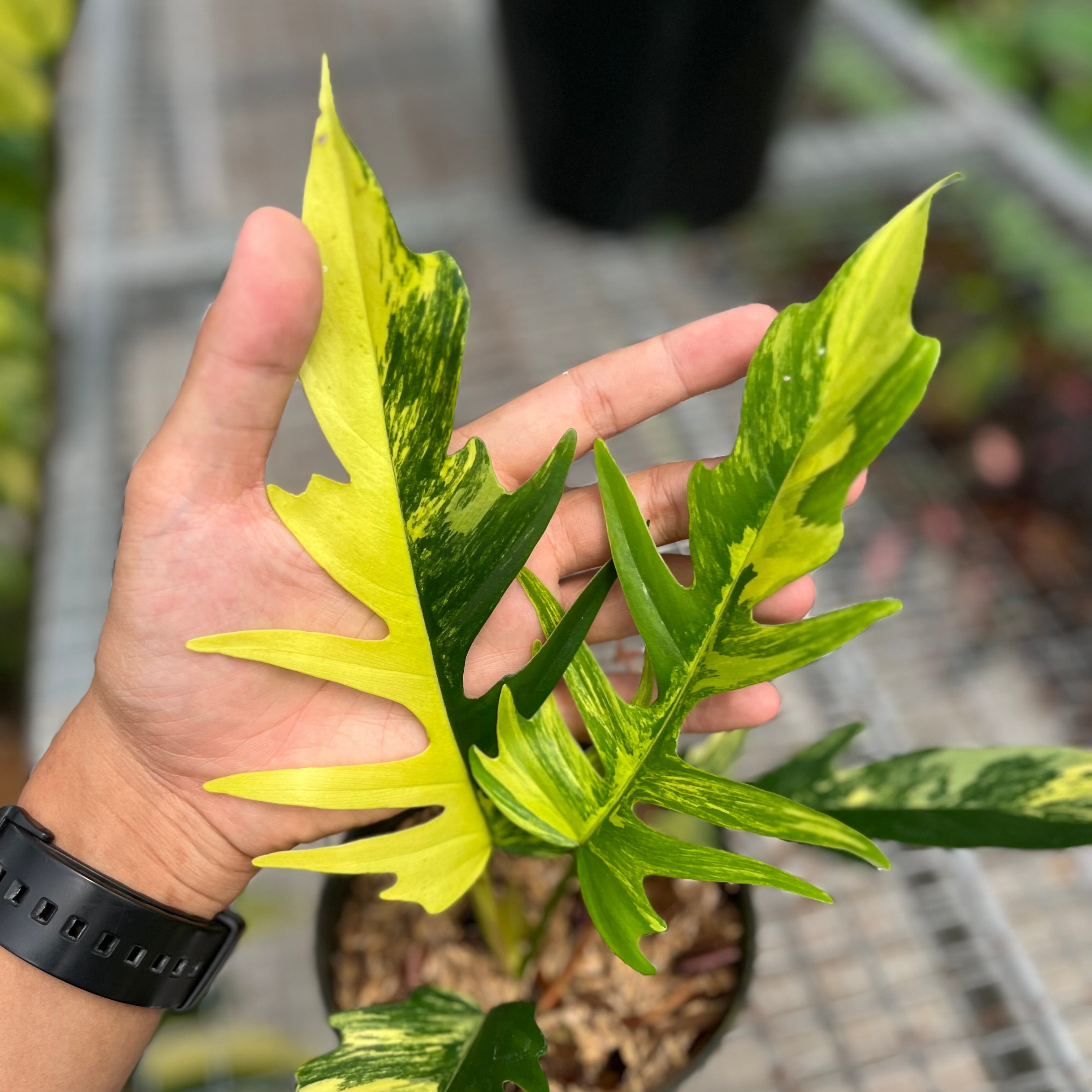 Philodendron florida beauty x tortum variegated