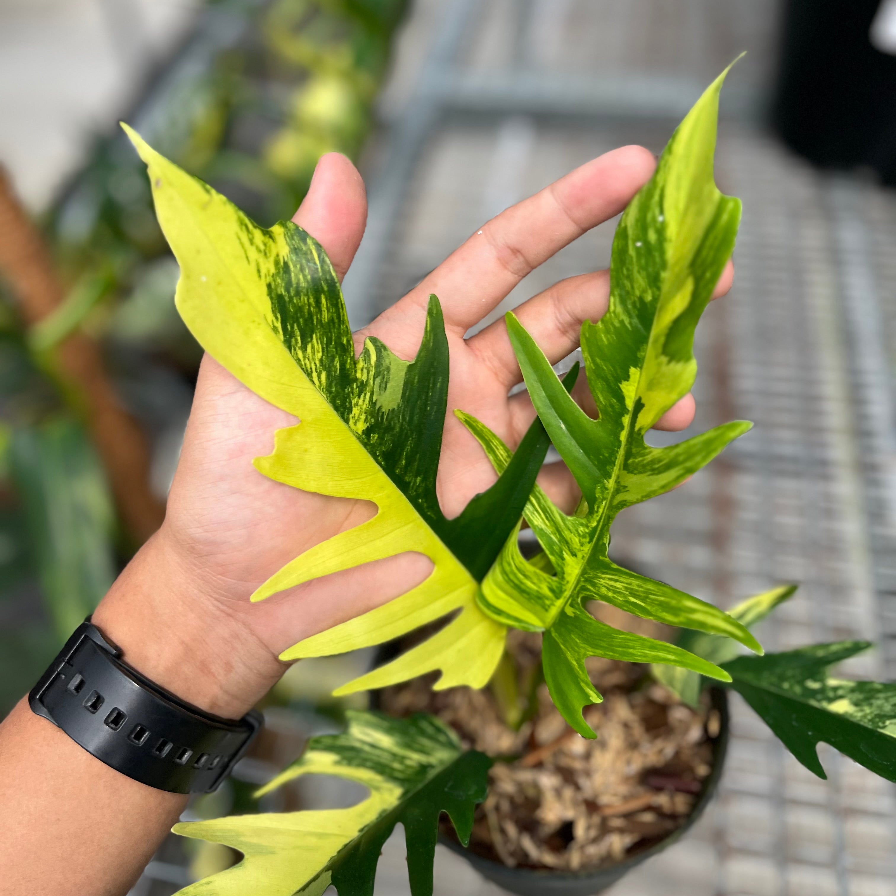Philodendron florida beauty x tortum variegated