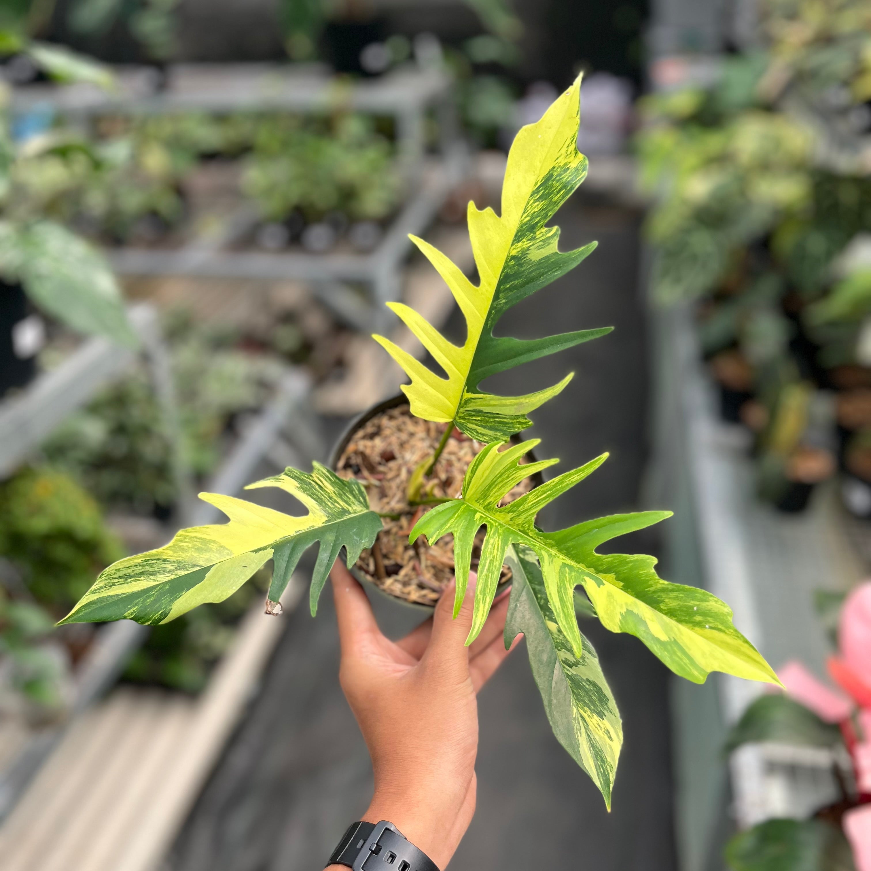 Philodendron florida beauty x tortum variegated