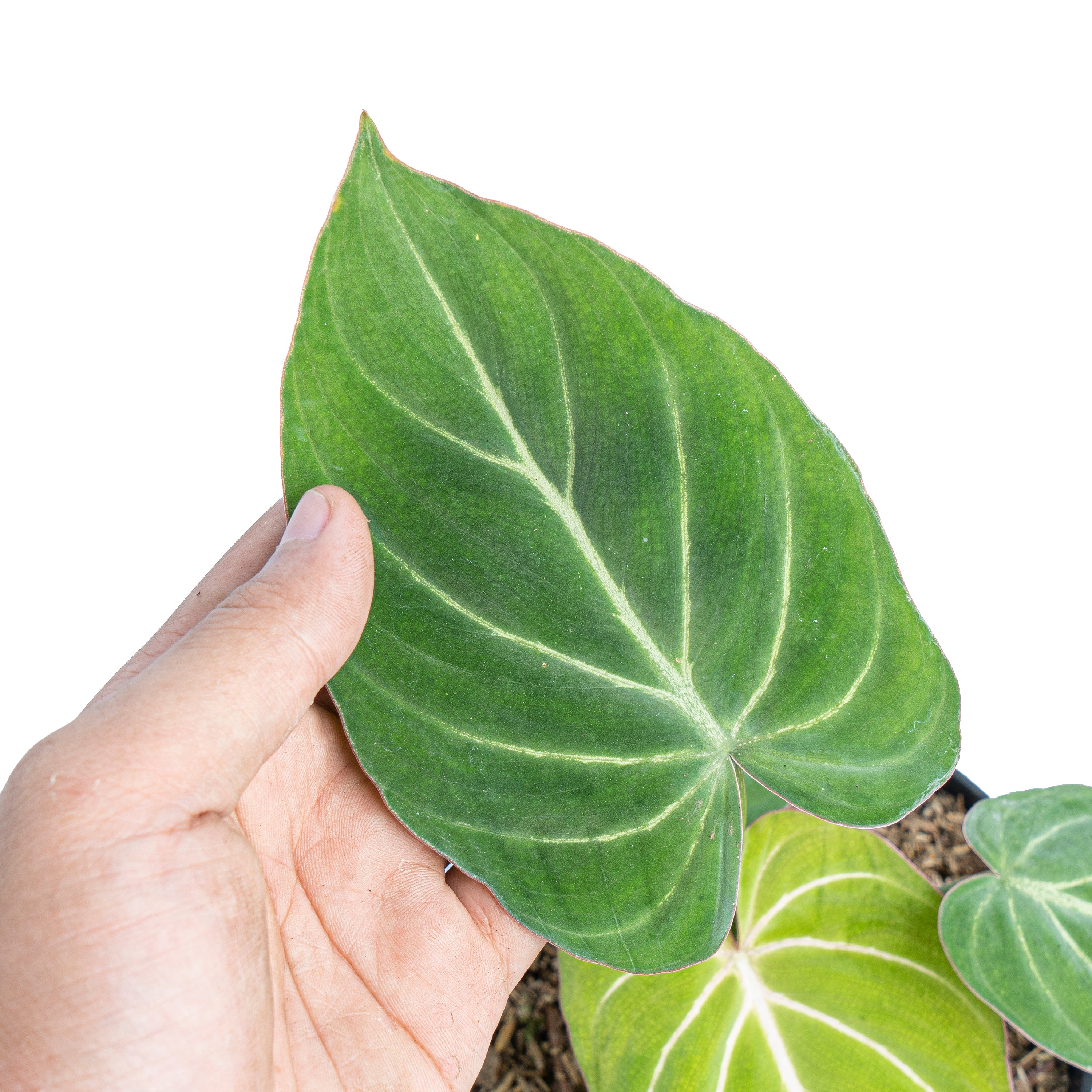 Philodendron gloriosum white veins