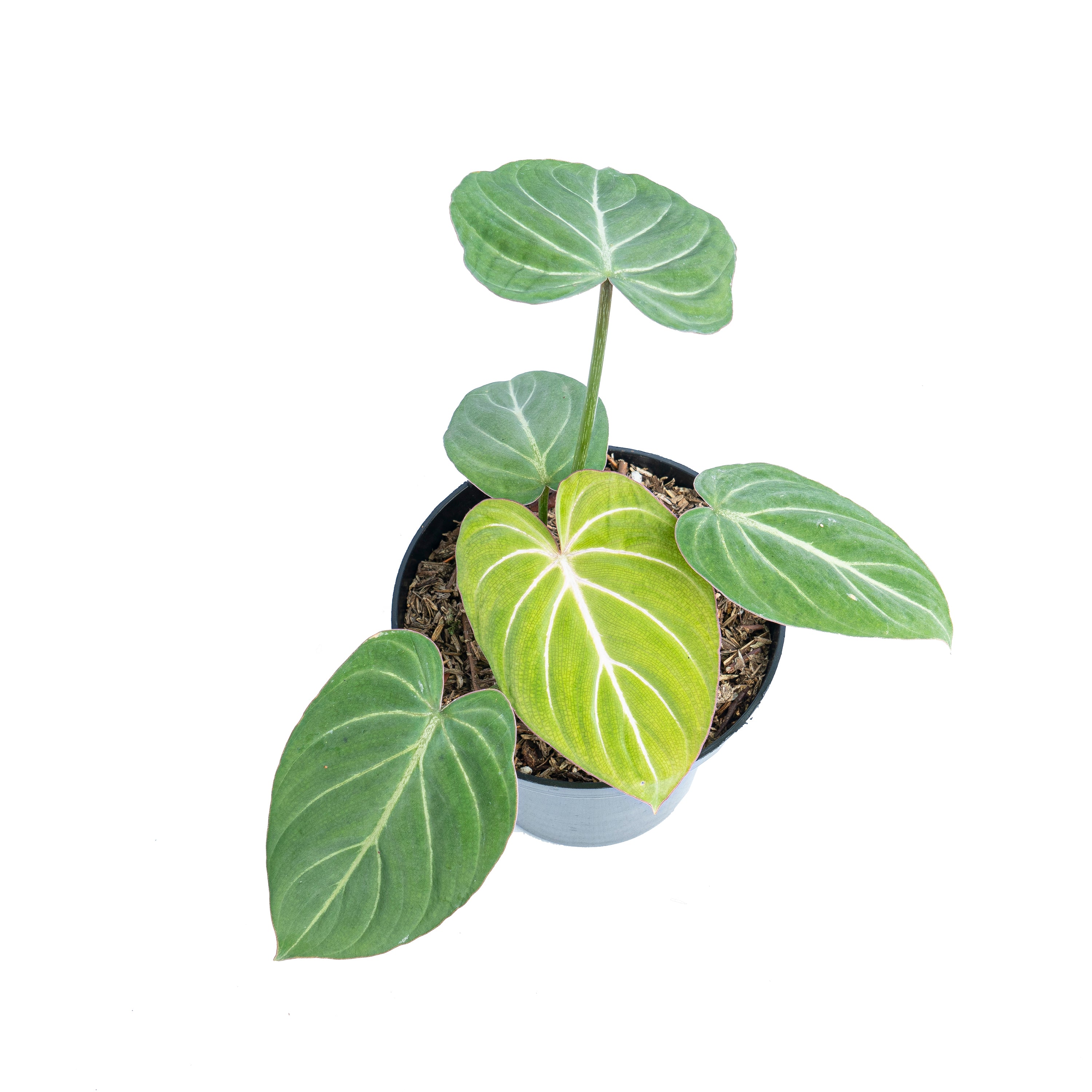 Philodendron gloriosum white veins