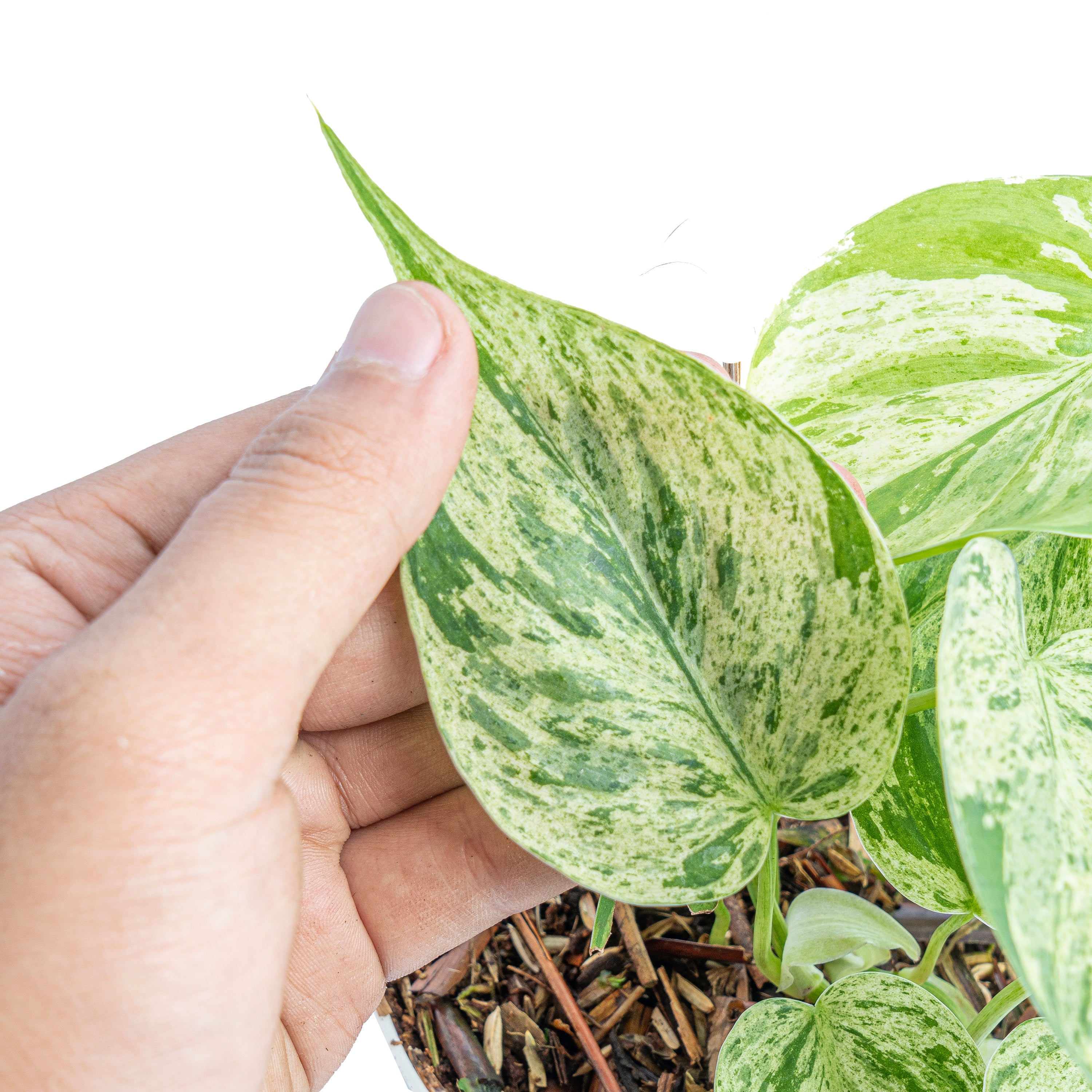 Philodendron hederaceum variegated